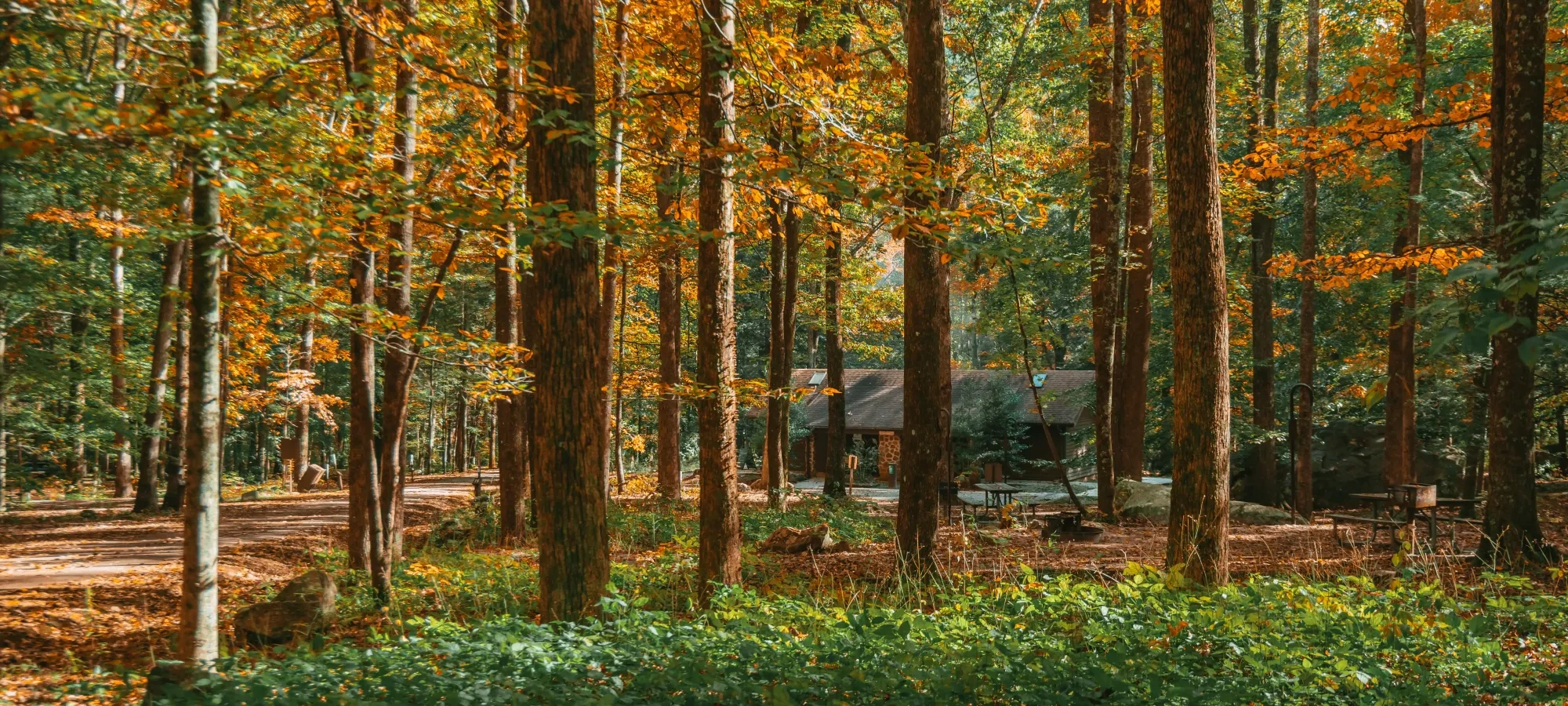 A cozy cabin nestled among tall trees with vibrant autumn leaves in a sunlit forest, evoking a serene and tranquil atmosphere.