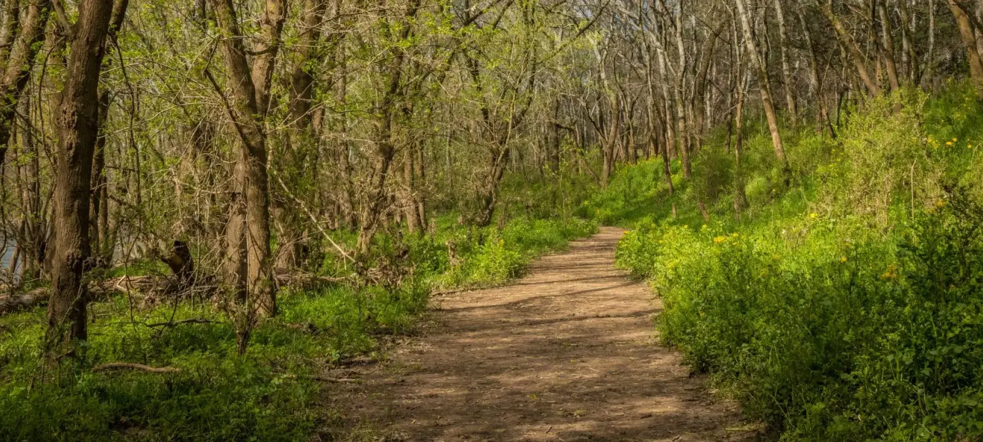 Dirt trail winding through a forest with fresh green grass and budding trees.