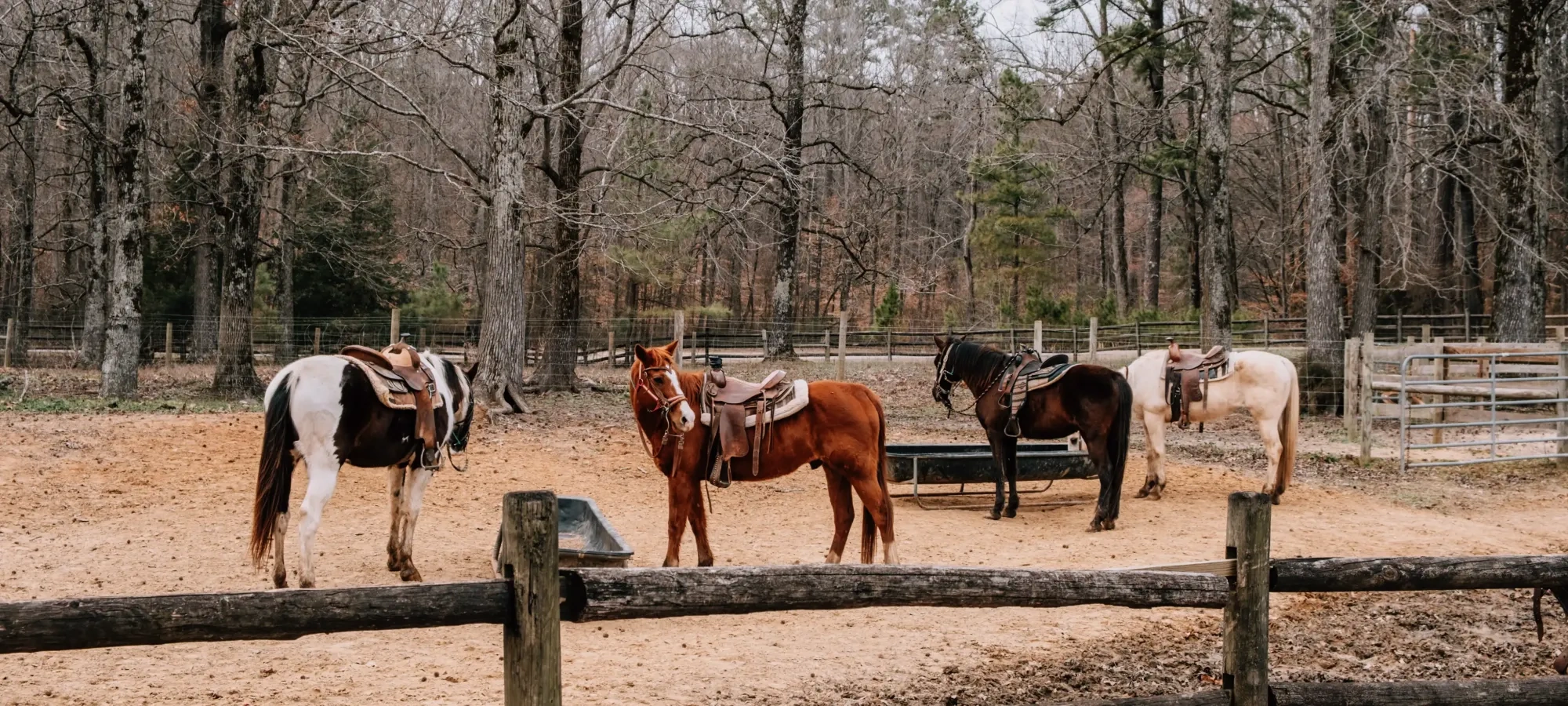 Four saddled horses stand in a muddy paddock surrounded by trees.