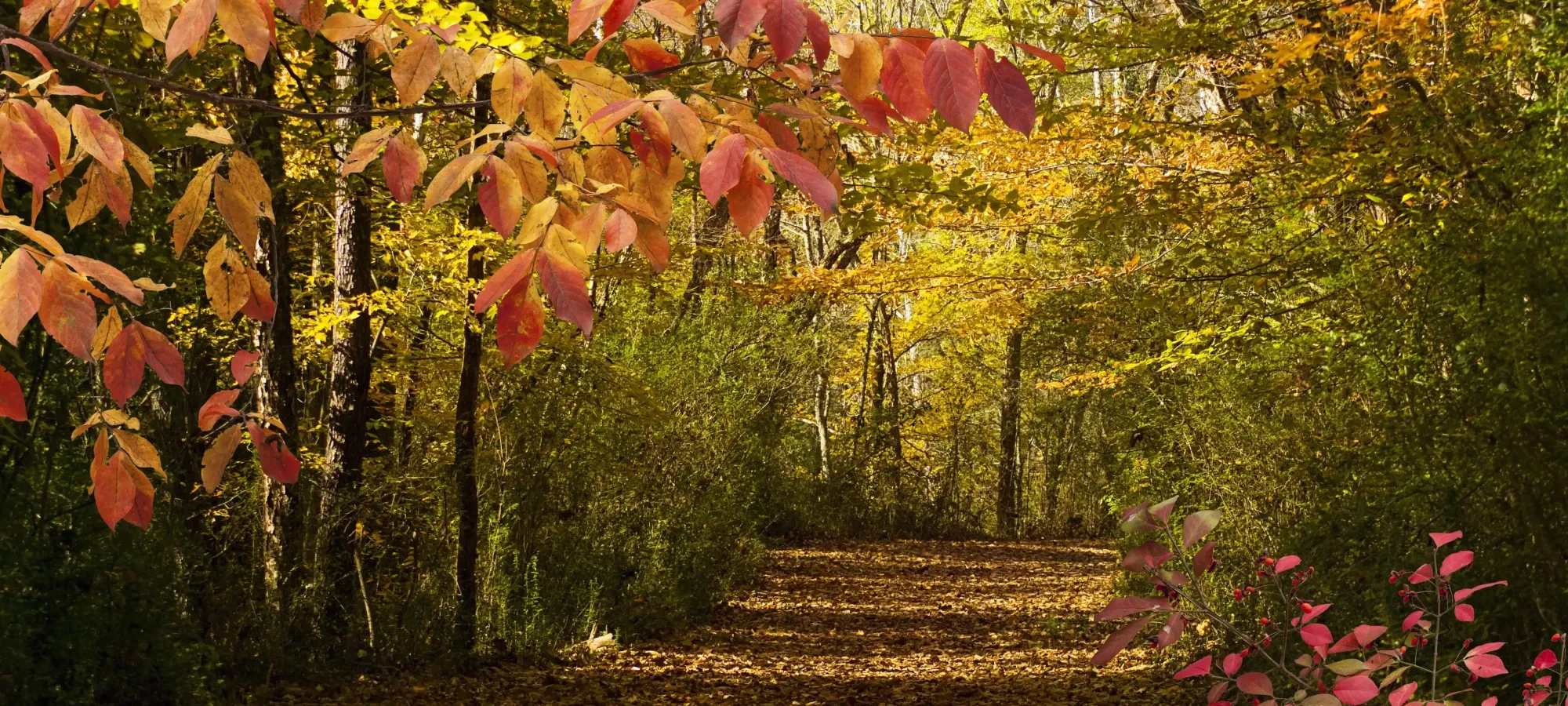Forest path lined with colorful autumn leaves.