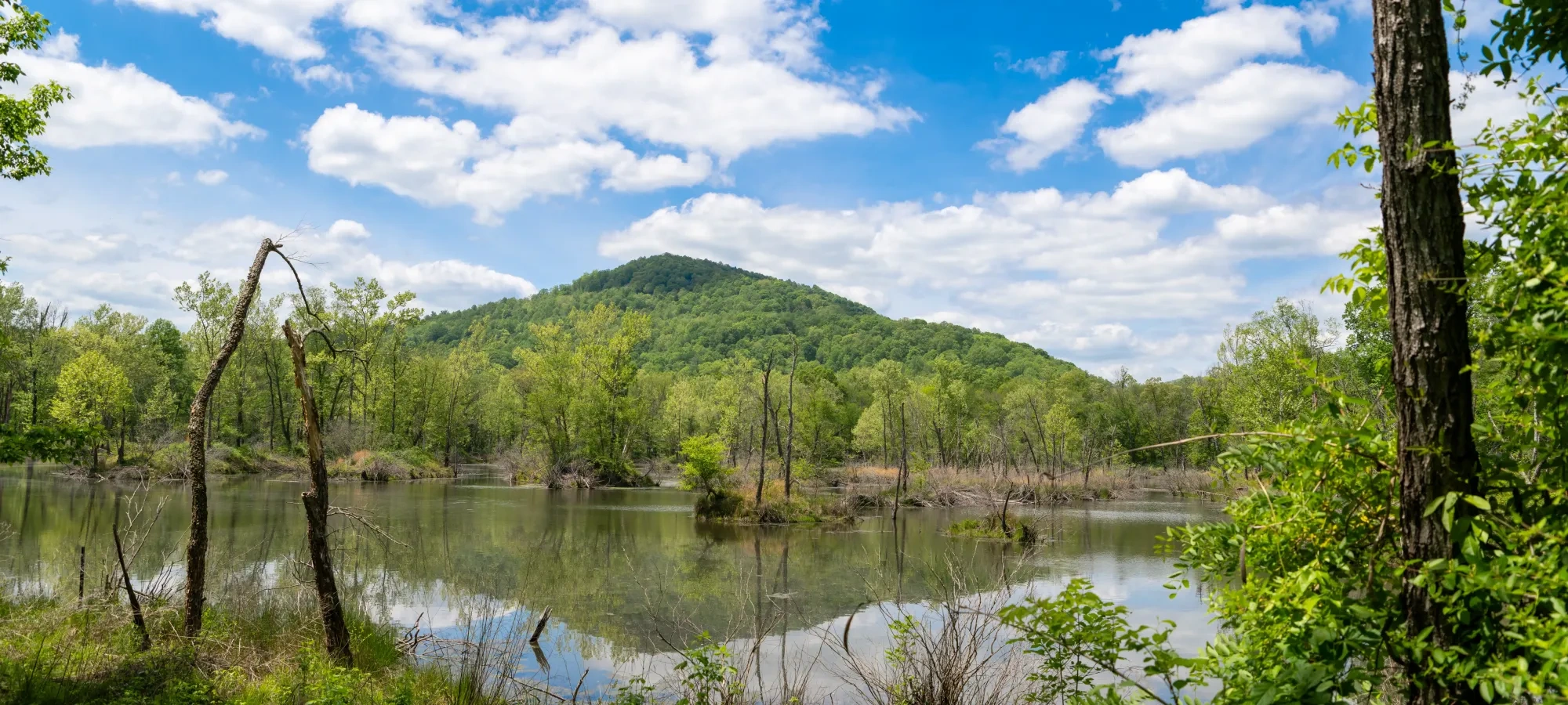 Forest landscape with a pond, green hill, and cloudy blue sky.