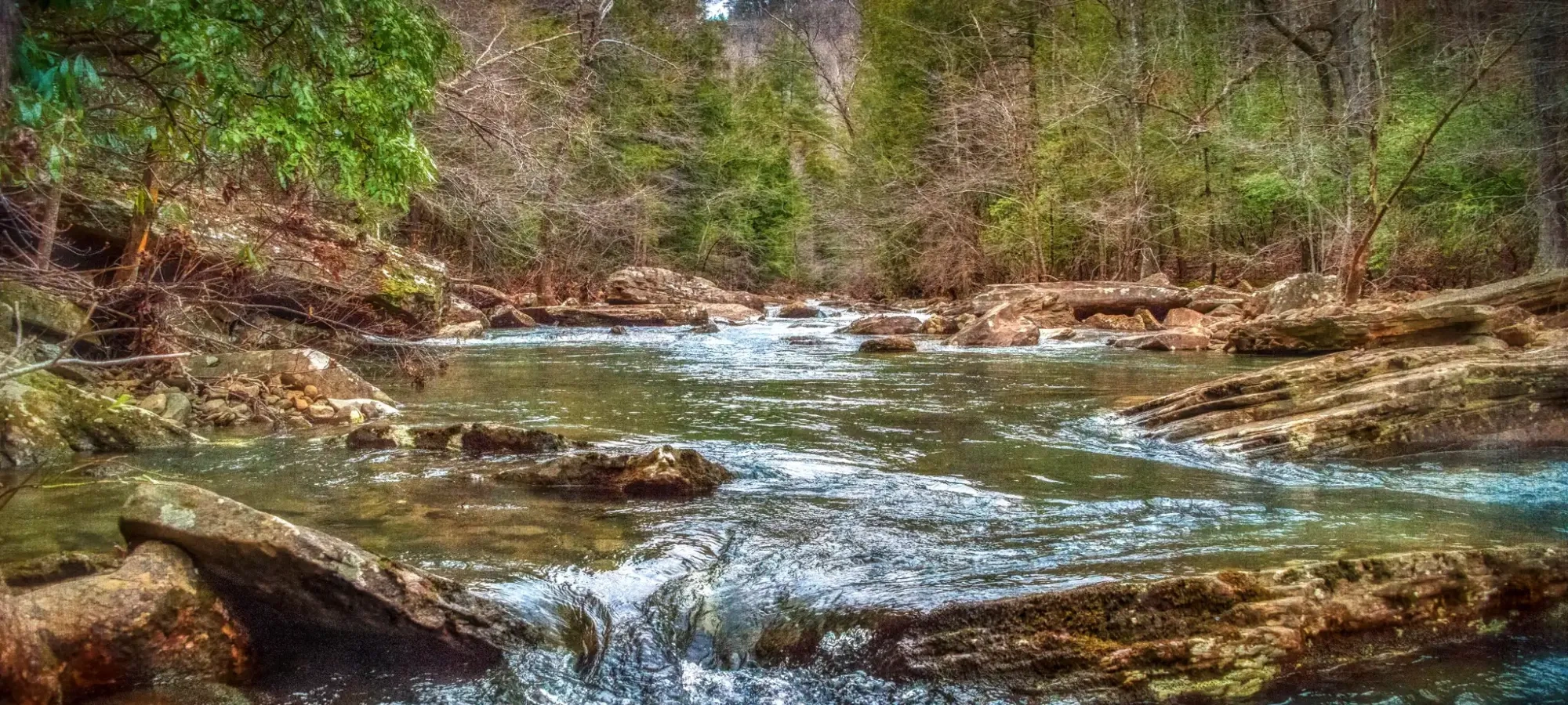 Stream flowing through a lush forest with rocks and trees.