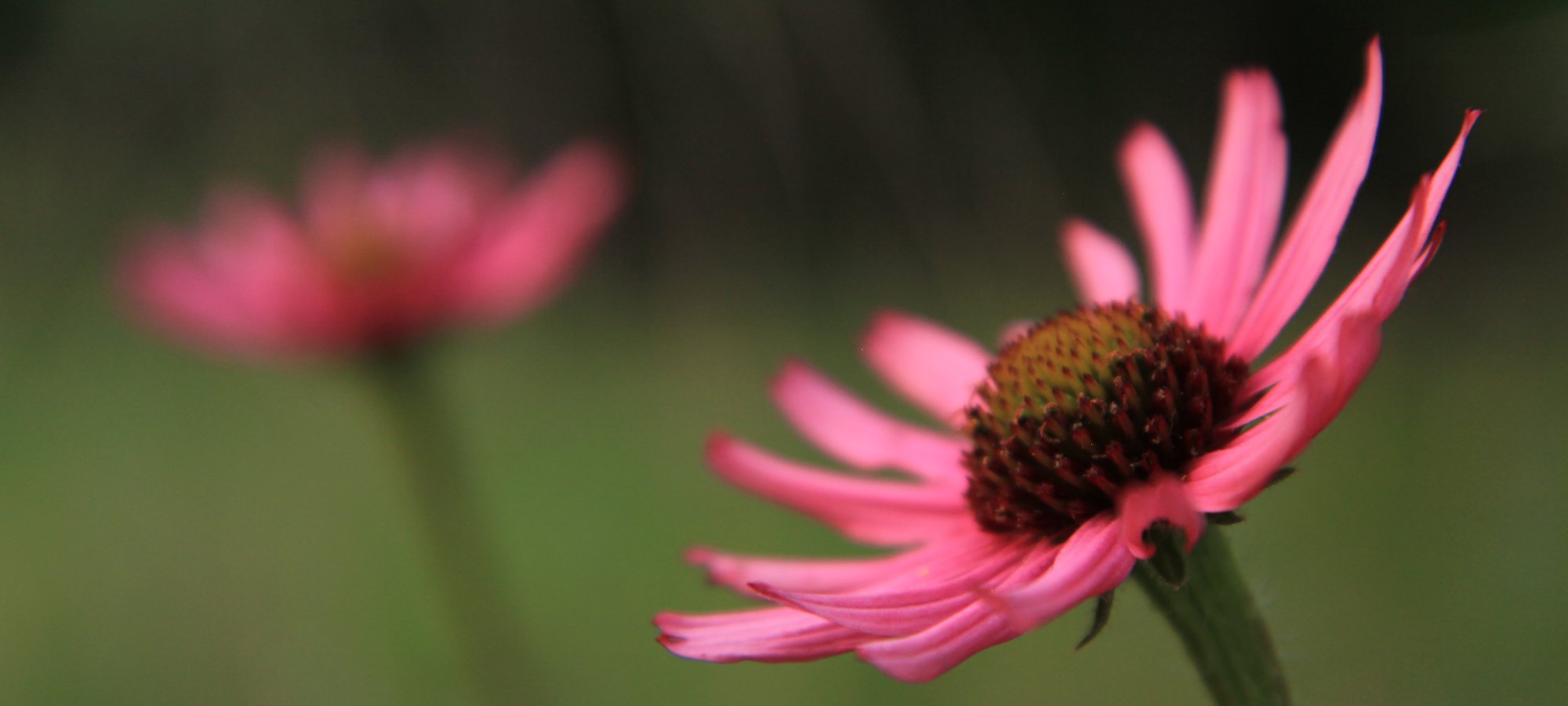 Close-up of a vibrant pink daisy with a textured brown center in focus against a blurred green background.