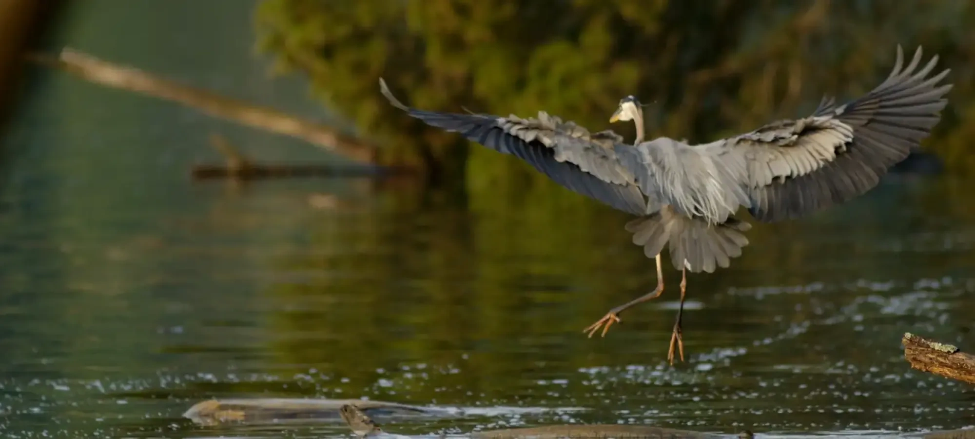 Heron landing on water with wings spread wide.