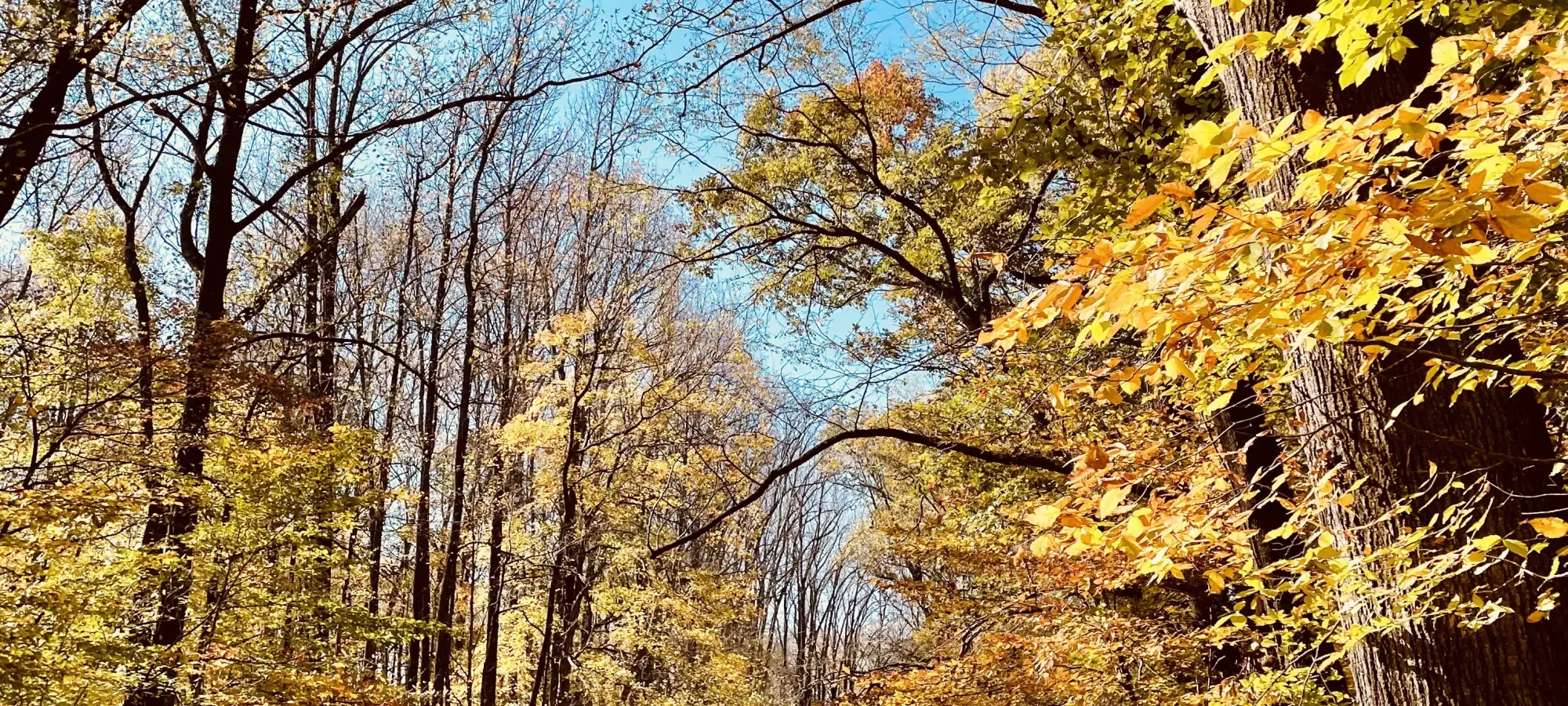 Two people walking on a sunny, forest path with autumn leaves.