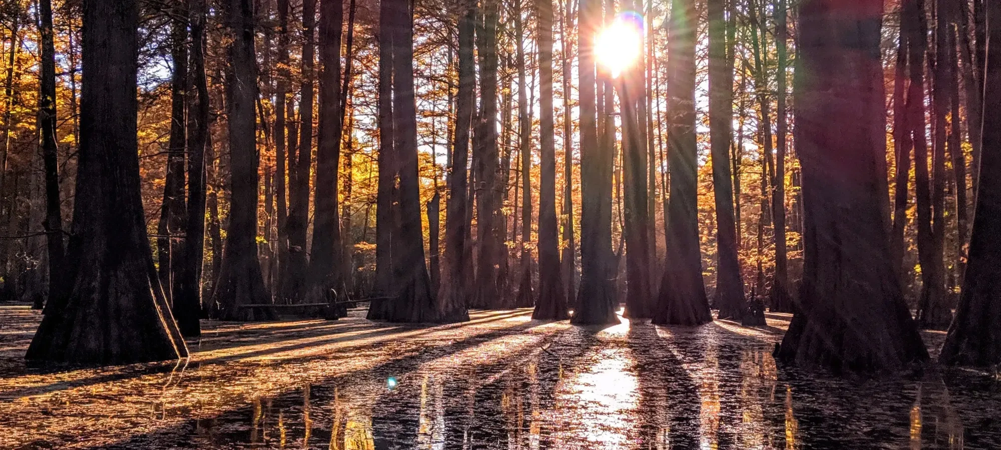 Sunlight filtering through tall trees over a reflective forest floor.