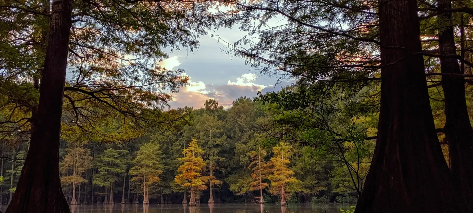 Tall trees reflected in a calm lake at sunset.