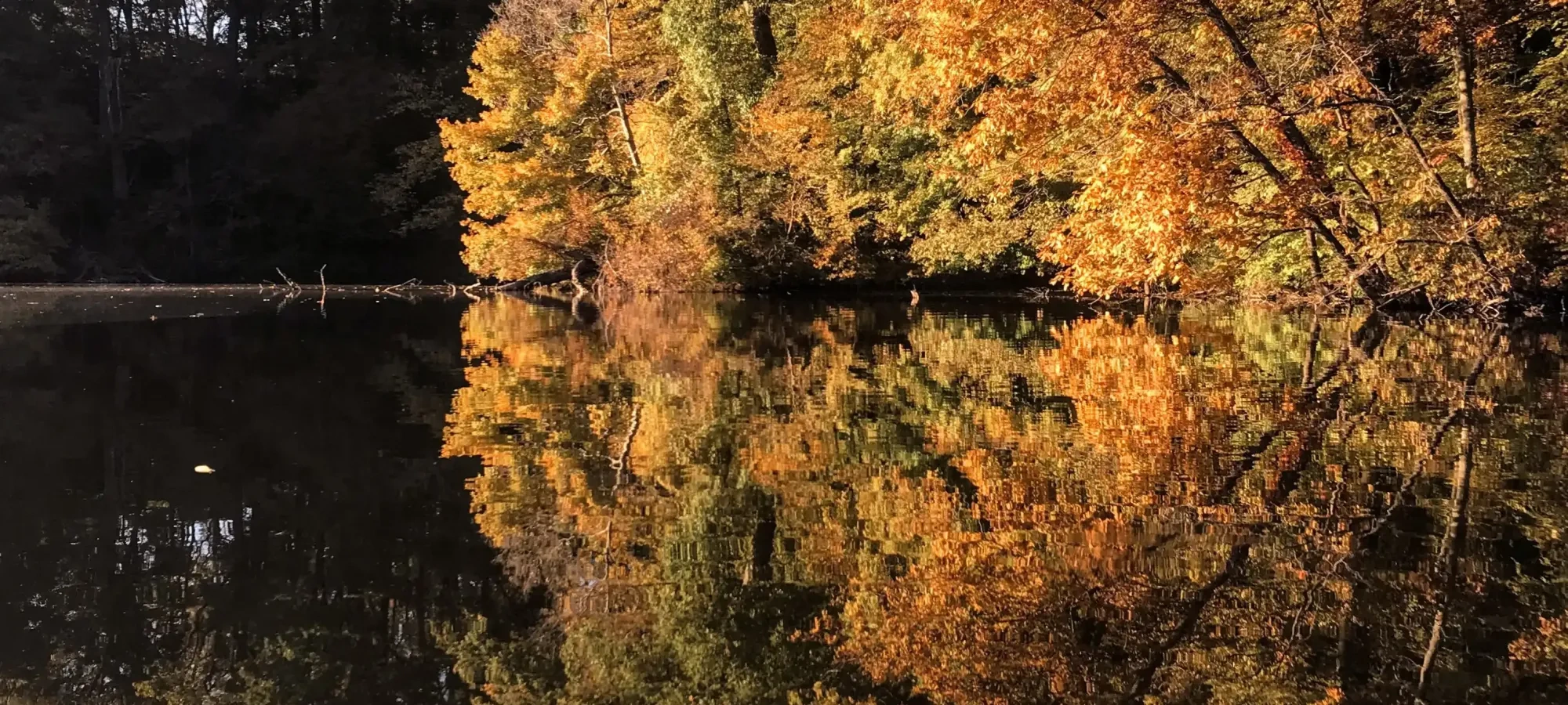 Autumn trees reflected in a calm lake under a vibrant blue sky.