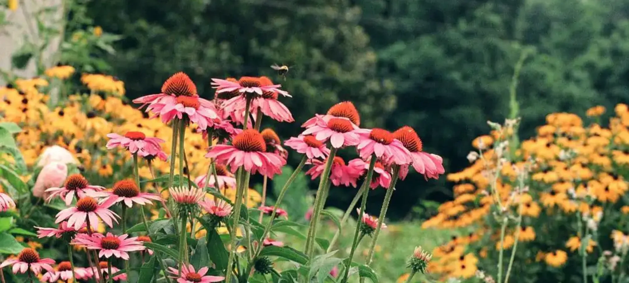 Pink coneflowers and yellow wildflowers bloom in a lush garden, with a bee hovering nearby. Green foliage and dense trees create a serene backdrop.