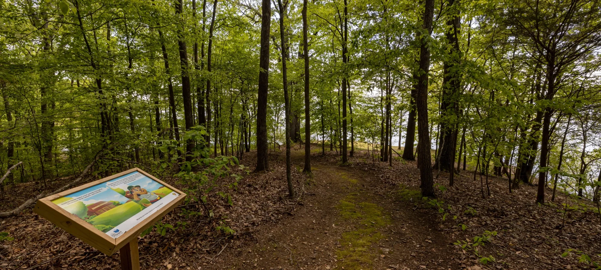 HDR shot of a forest pathway lined with tall trees and fallen leaves.