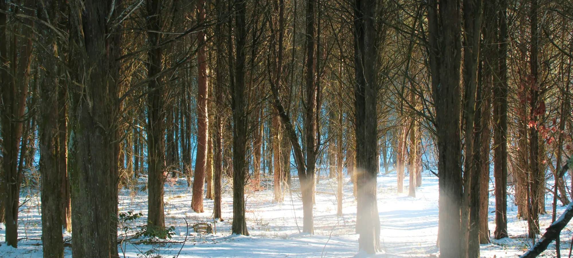 Sunlit snowy forest with scattered trees and blue sky.