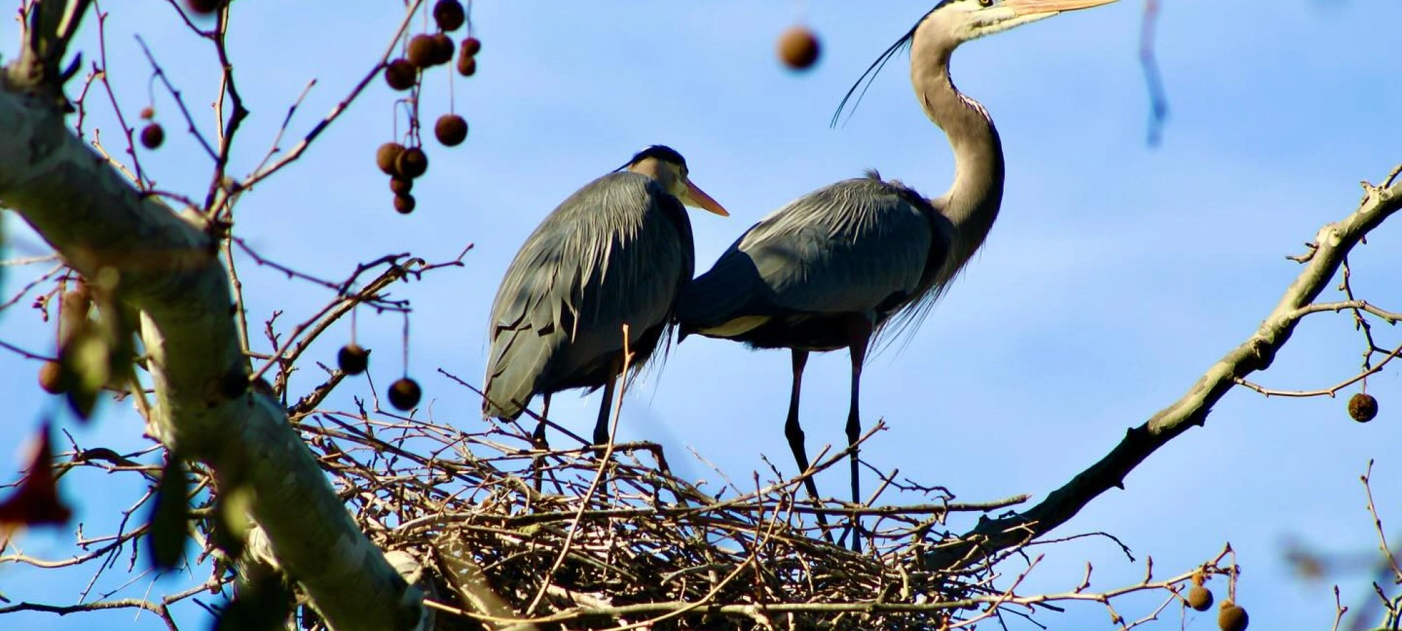 Two herons standing in a nest on a tree branch against a blue sky.