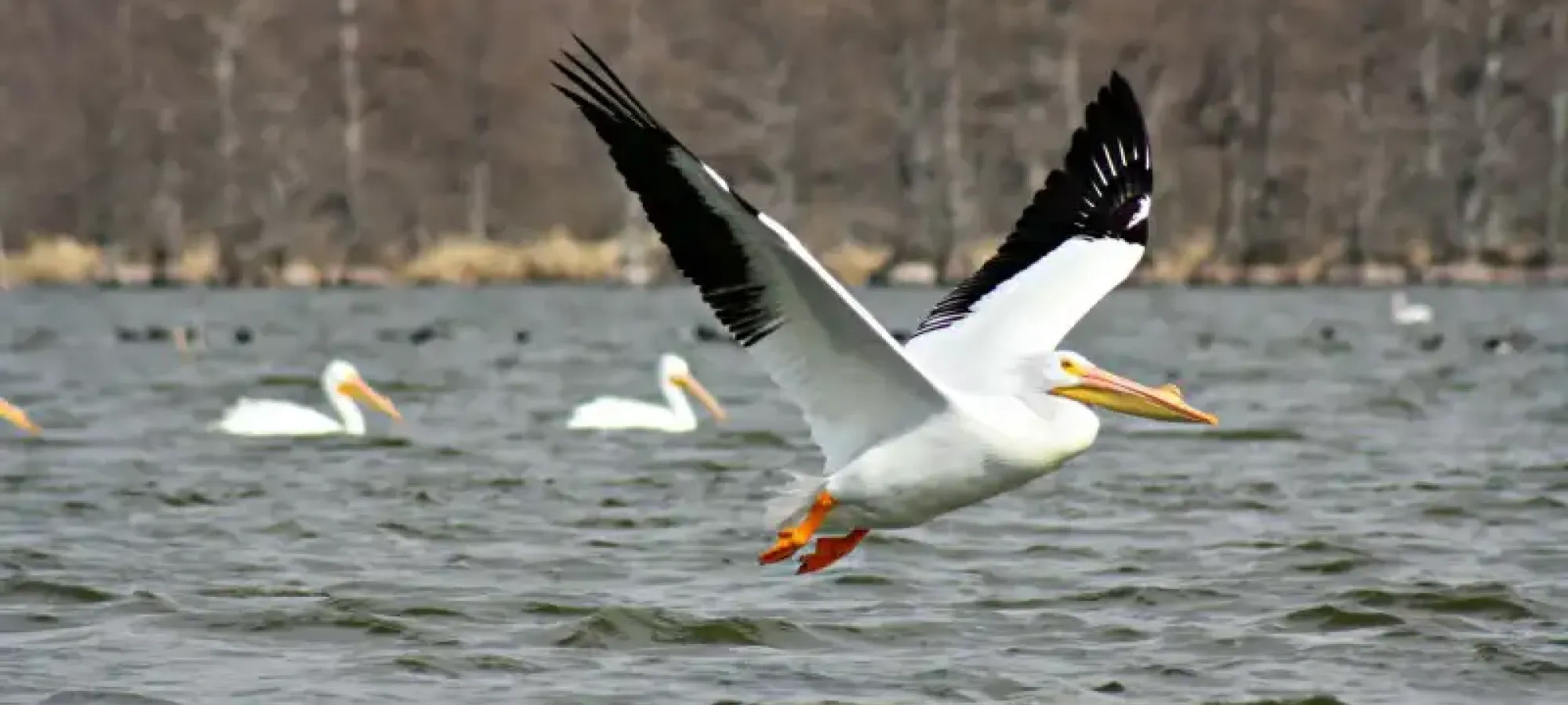Pelican flying low over a lake, with trees in the background.