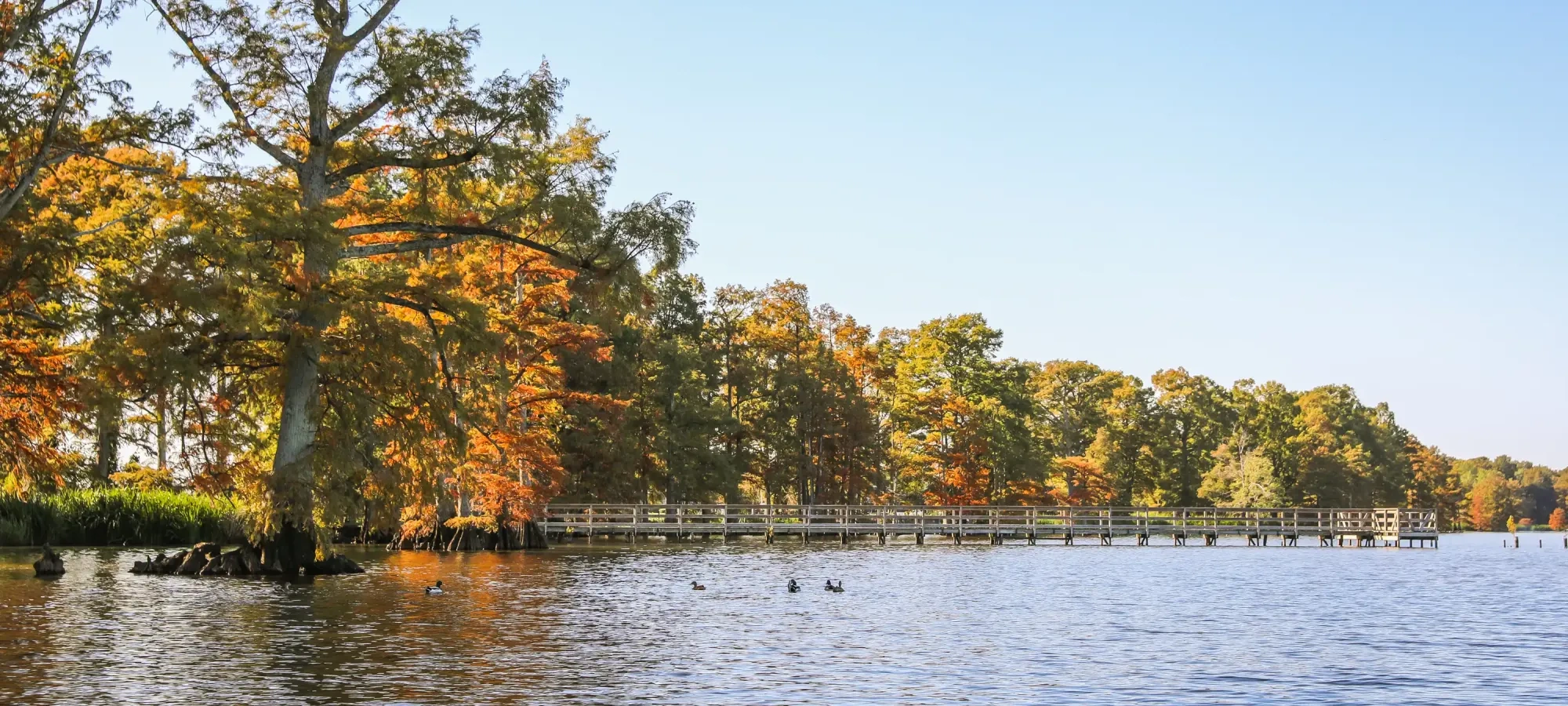Lake with autumn trees and a wooden dock, under a clear blue sky.