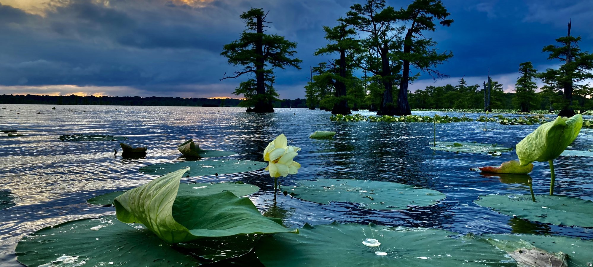 Serene lake with green lily pads and yellow flowers in the foreground. Tall trees reflect in the water under a dramatic cloudy sky at sunset.