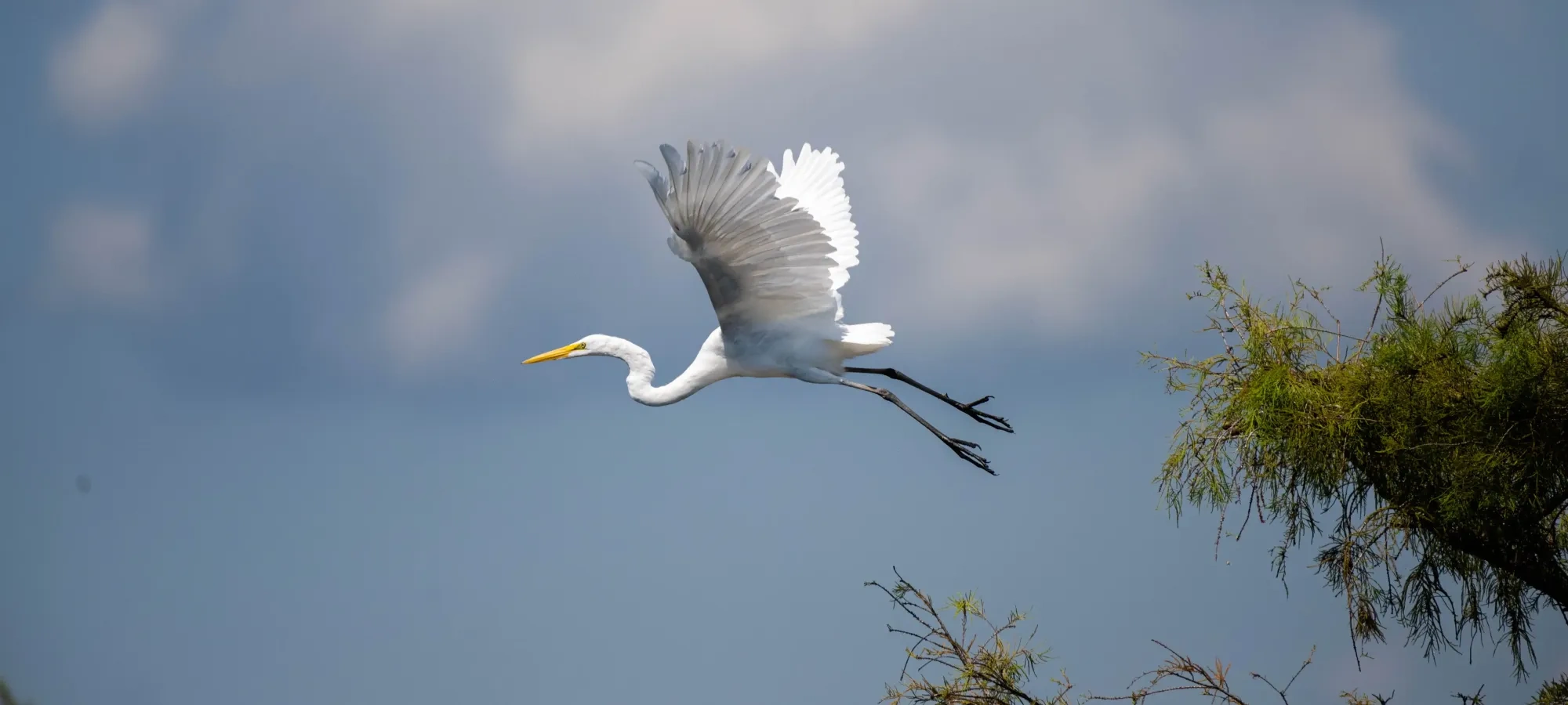 Flying egret with white wings against blue sky and clouds.