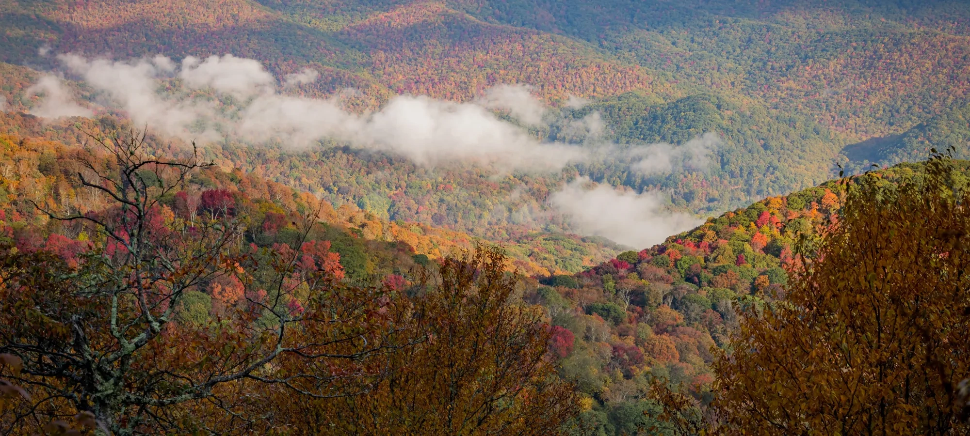 Aerial view of dense forest at Roan Mountain.
