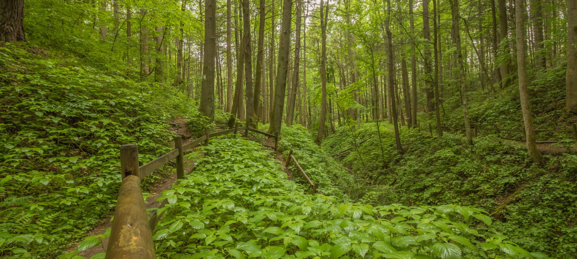 A lush, green forest scene with tall trees and a leafy ground cover. A rustic wooden railing lines a narrow, winding path, creating a calm, serene atmosphere.