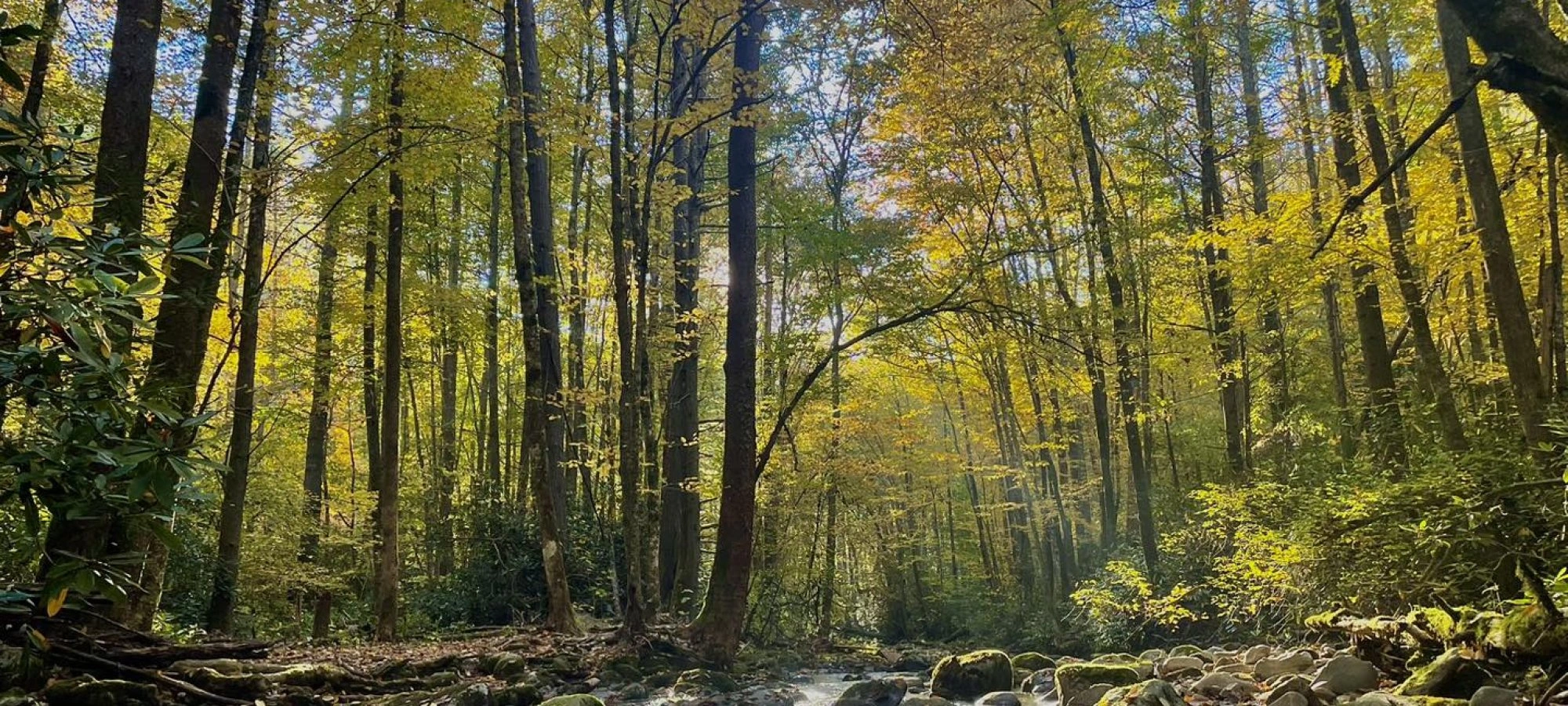 Stream flowing through a sunlit forest with autumn foliage.