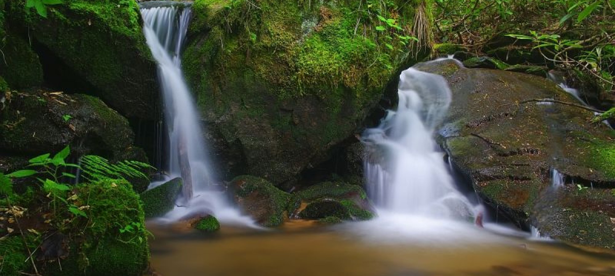 A serene forest stream gently cascades over moss-covered rocks, surrounded by lush green foliage.