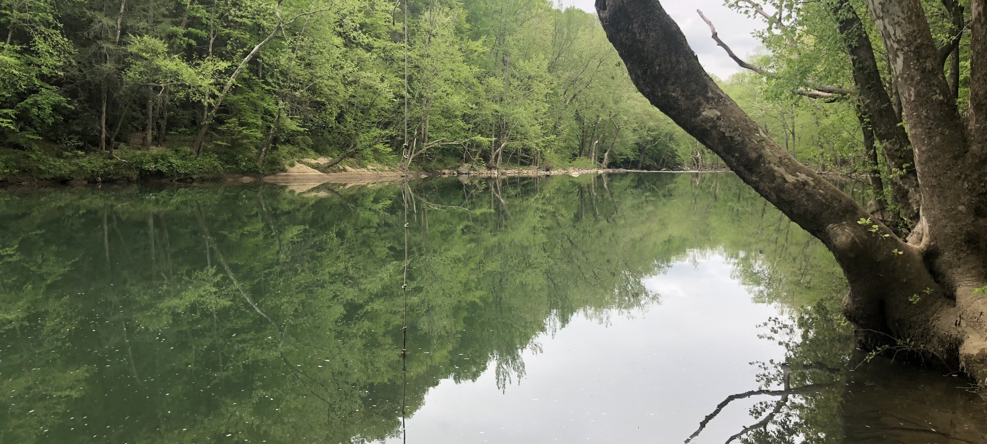 view of water with a tree line, the closest tree has a rope connected to it for people to use for swinging into the water