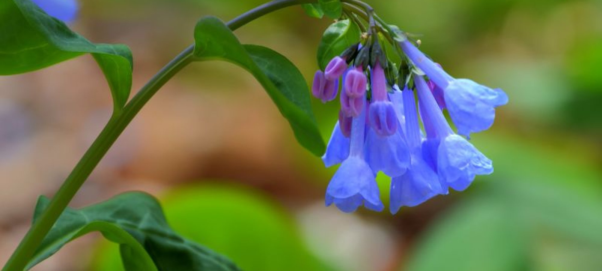 Close-up of vibrant bluebell flowers with tubular blossoms and green leaves against a blurred natural background, conveying a serene springtime feel.