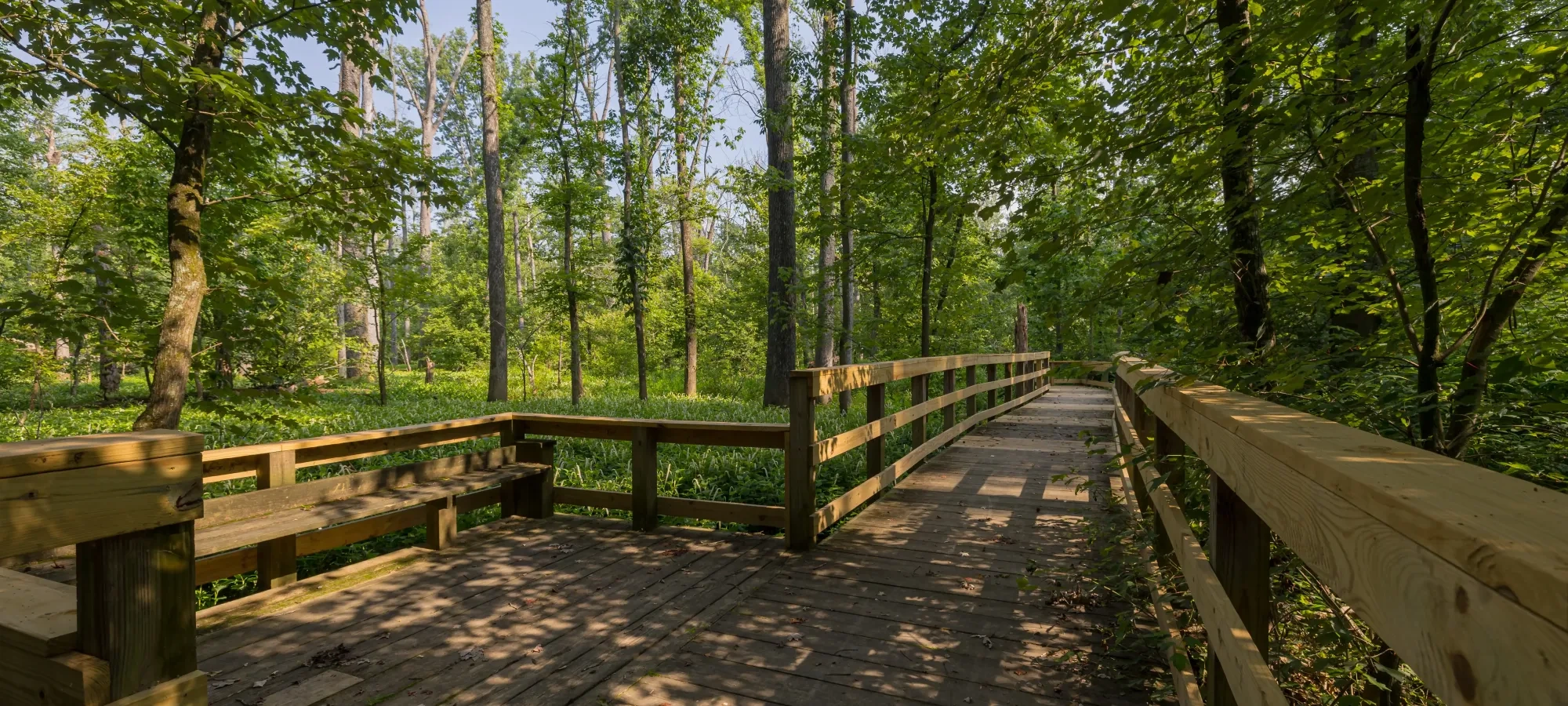 Wooden boardwalk through lush green forest.