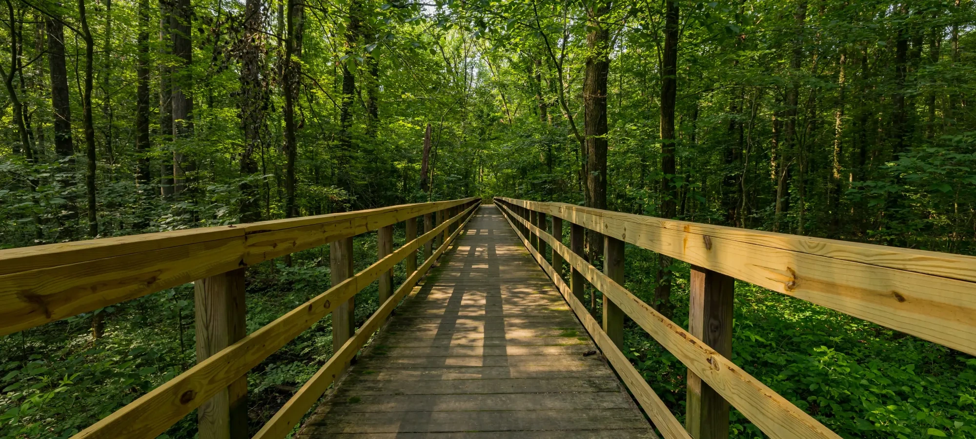 Wooden boardwalk through lush green forest.