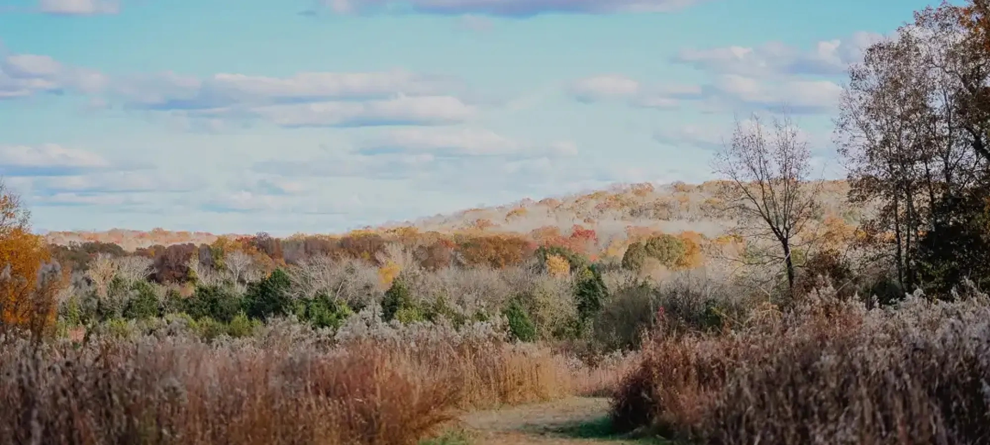 Path through a field with fall foliage under a cloudy blue sky.