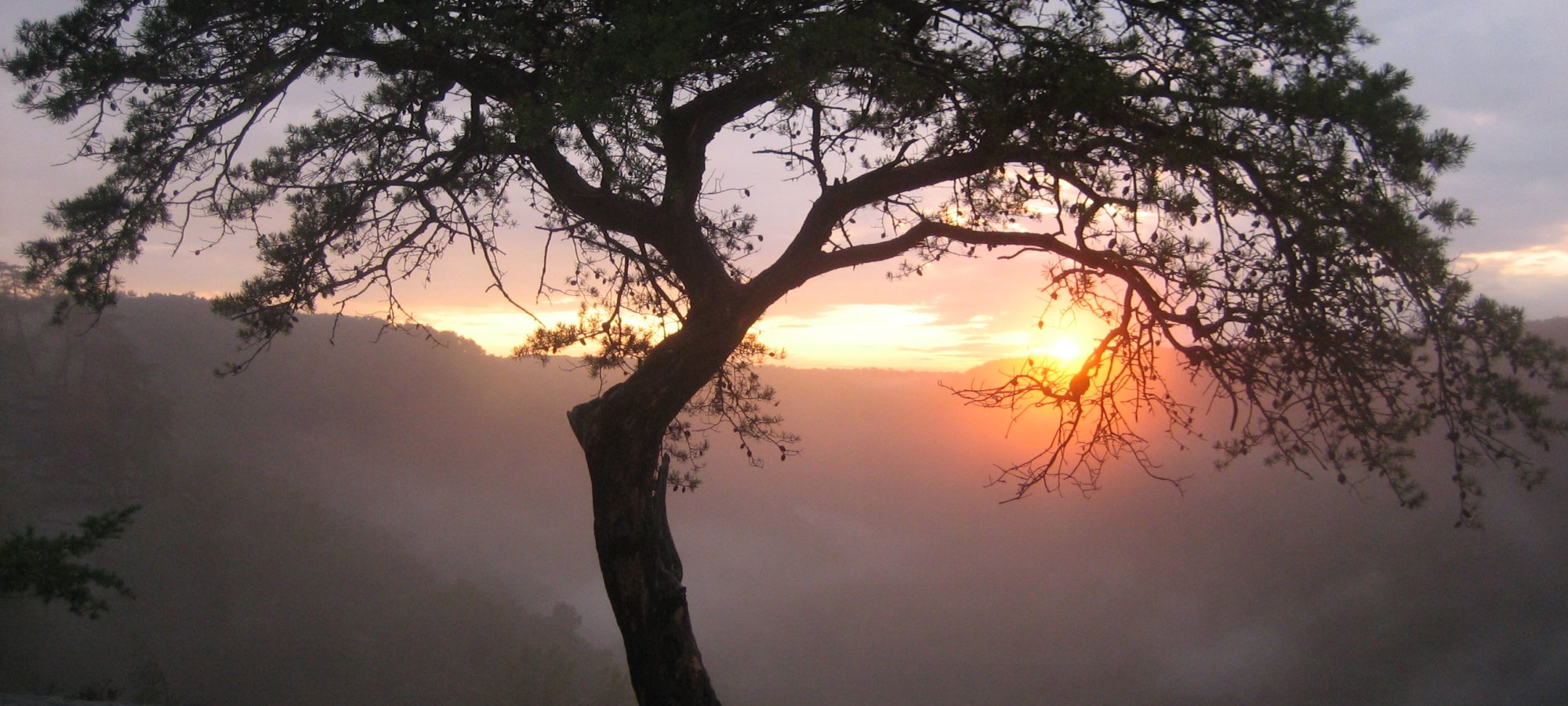 A solitary tree silhouette stands on a rocky cliff against a serene sunset. The sky is filled with soft hues of orange and pink, creating a peaceful atmosphere.
