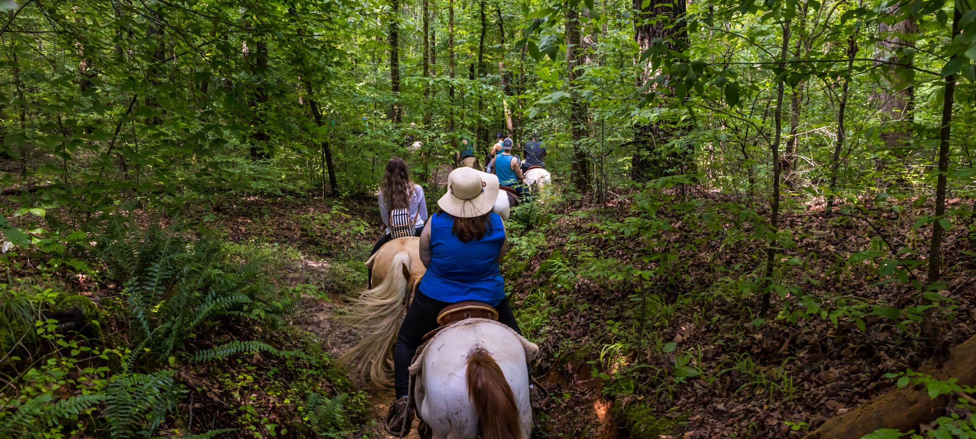A group of horseback riders navigate a lush forest trail. The scene captures a sense of adventure and tranquility, surrounded by dense green foliage.