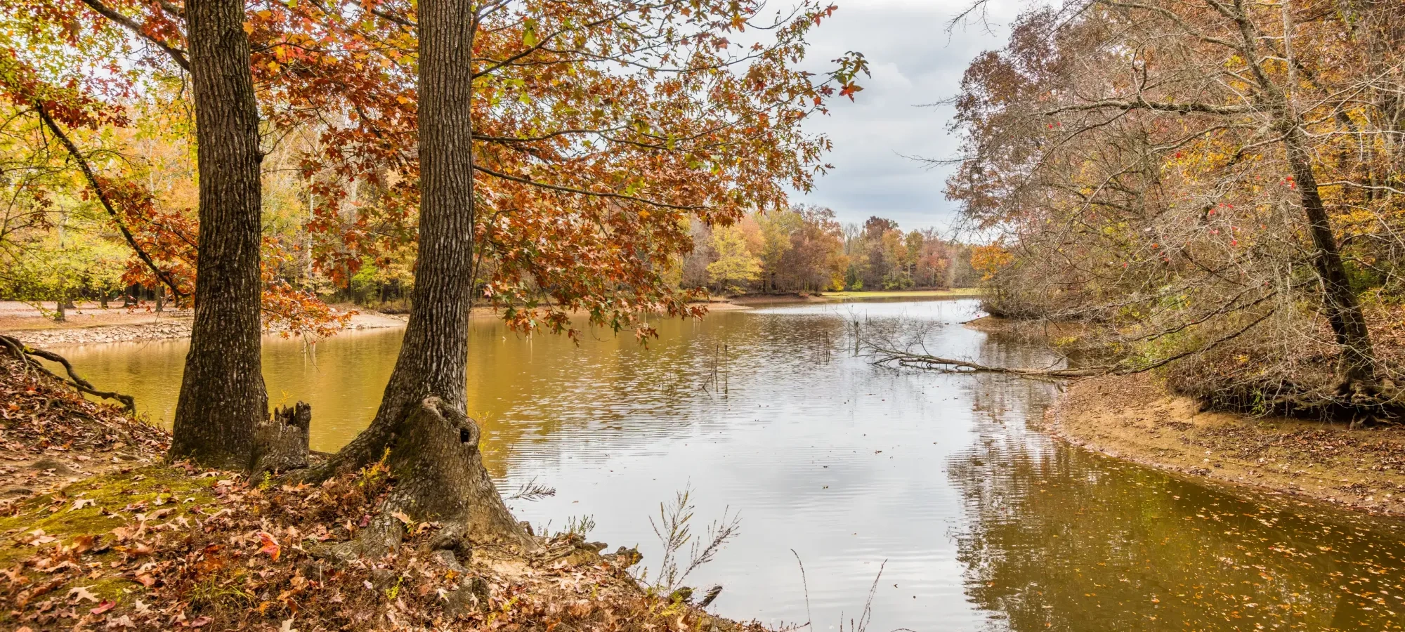 Autumn trees by a calm lake with fallen leaves and a cloudy sky.
