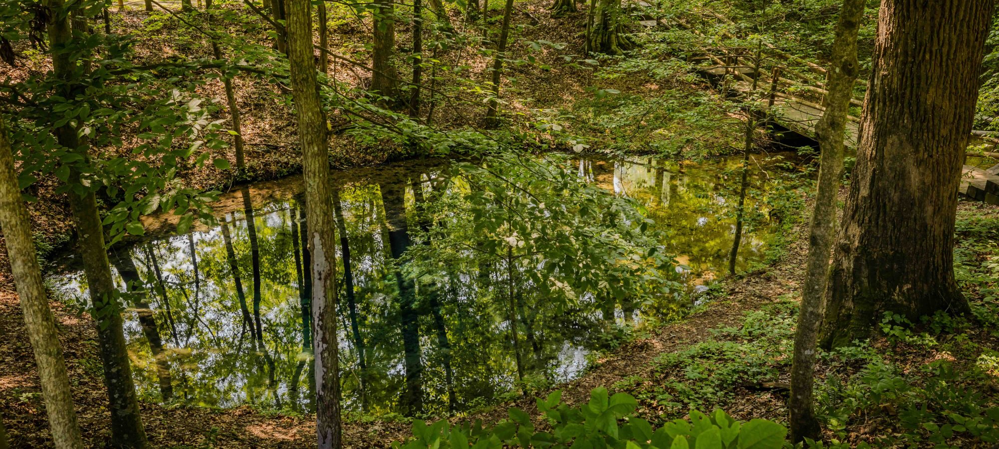 small pond of water in forest that has a wooden bridge built over it