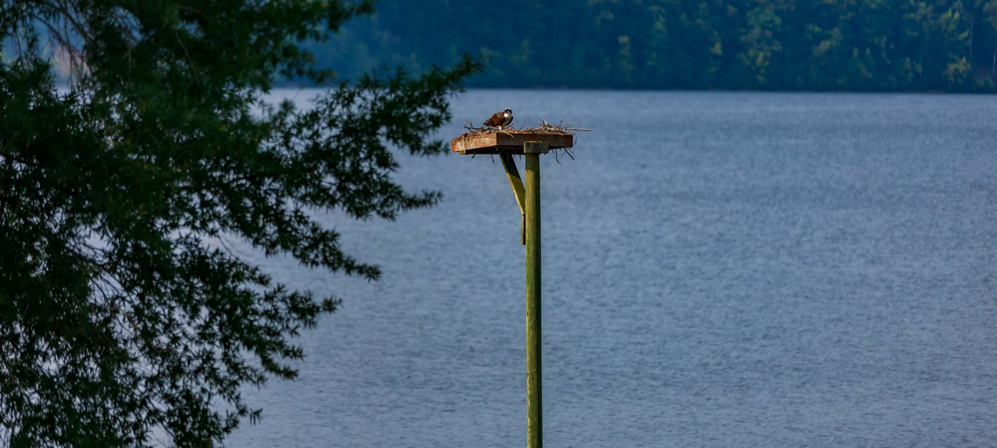 osprey at her nest on a pole overlooking the lake