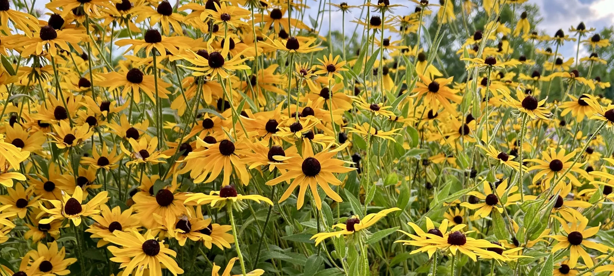 bunch of sunflowers in a bundle