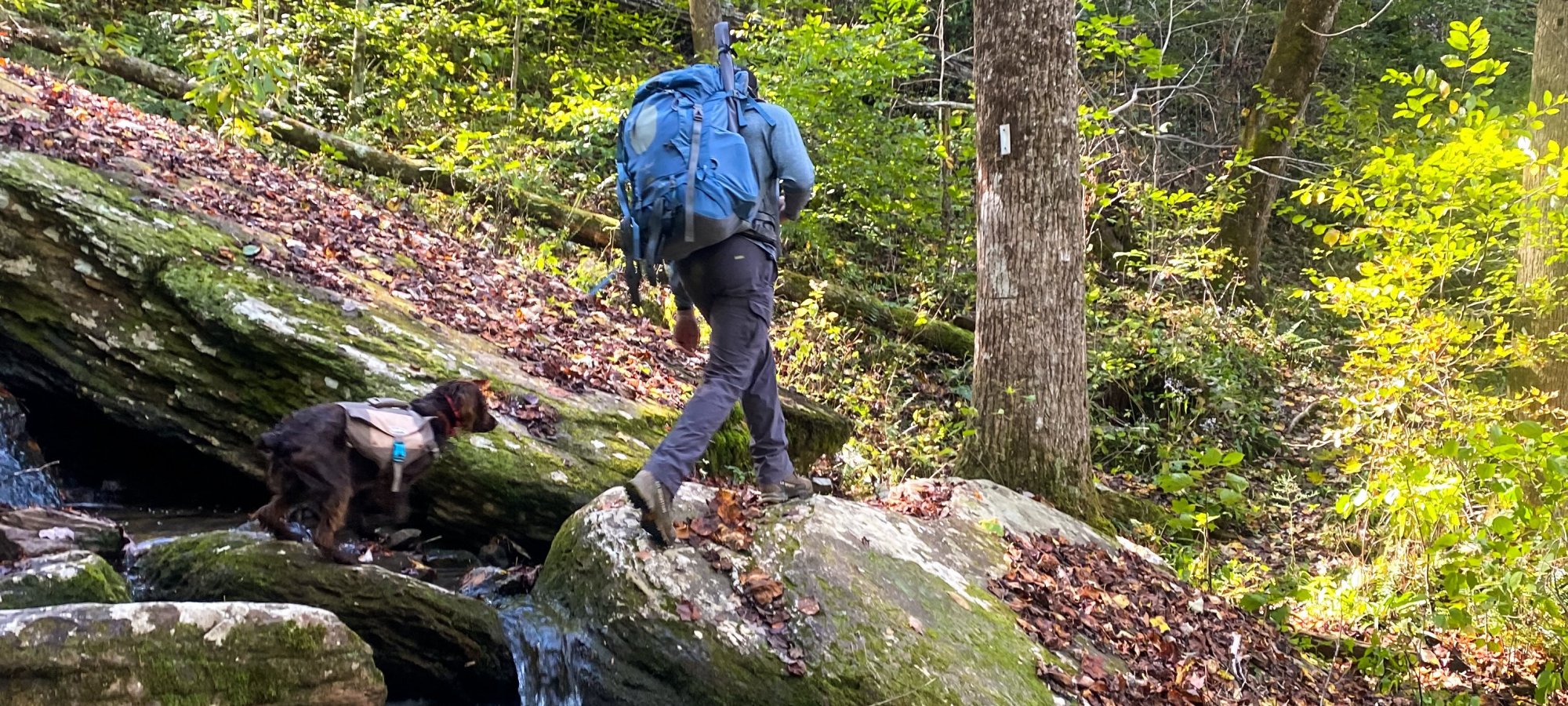 A hiker with a blue backpack and a dog traverse moss-covered rocks by a forest stream. Sunlight filters through the lush green trees, evoking tranquility.