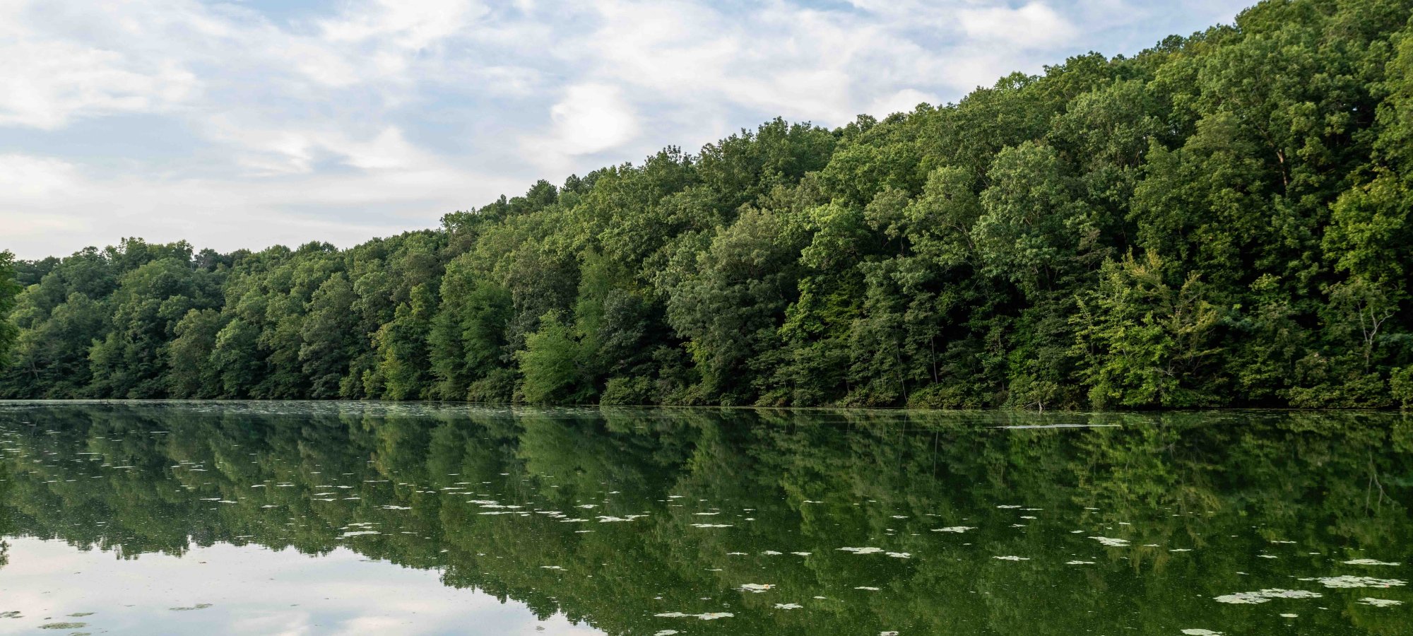 view of water that has some moss in it, trees are along the water edge