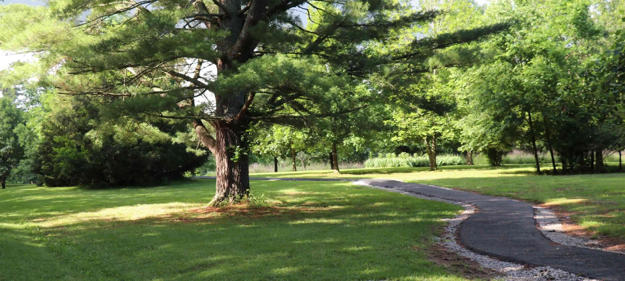 paved trail curving through the grassy area with a large tree stinging in the middle