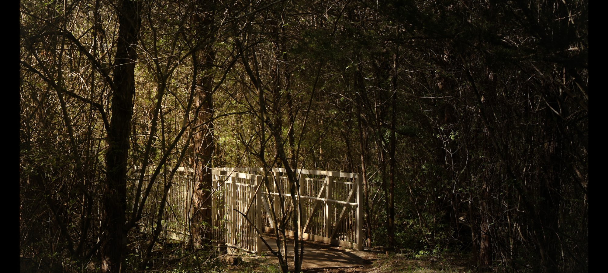 Sunlit wooden bridge nestled within a dense, shadowy forest. The light filtering through creates a serene and mysterious atmosphere.