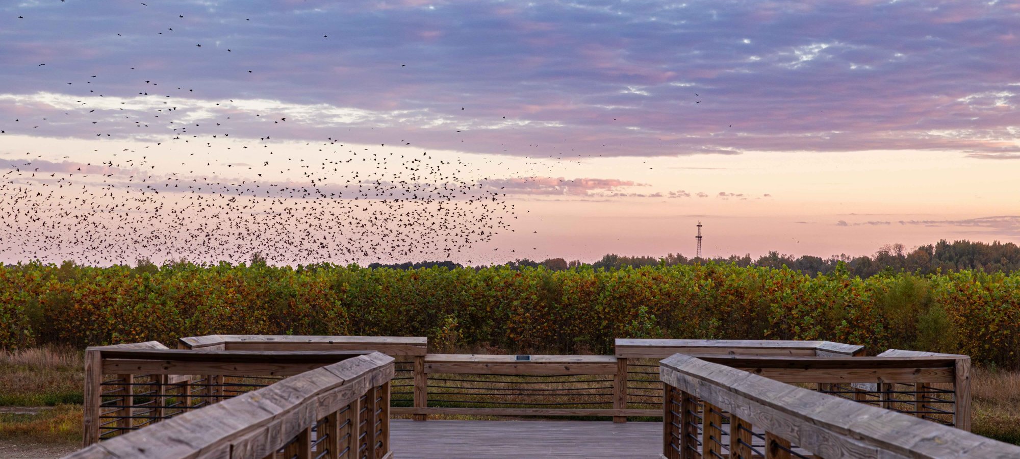 A wooden boardwalk leads to lush greenery under a colorful sunset sky, as a flock of birds flies in the distance. Calm, serene atmosphere.