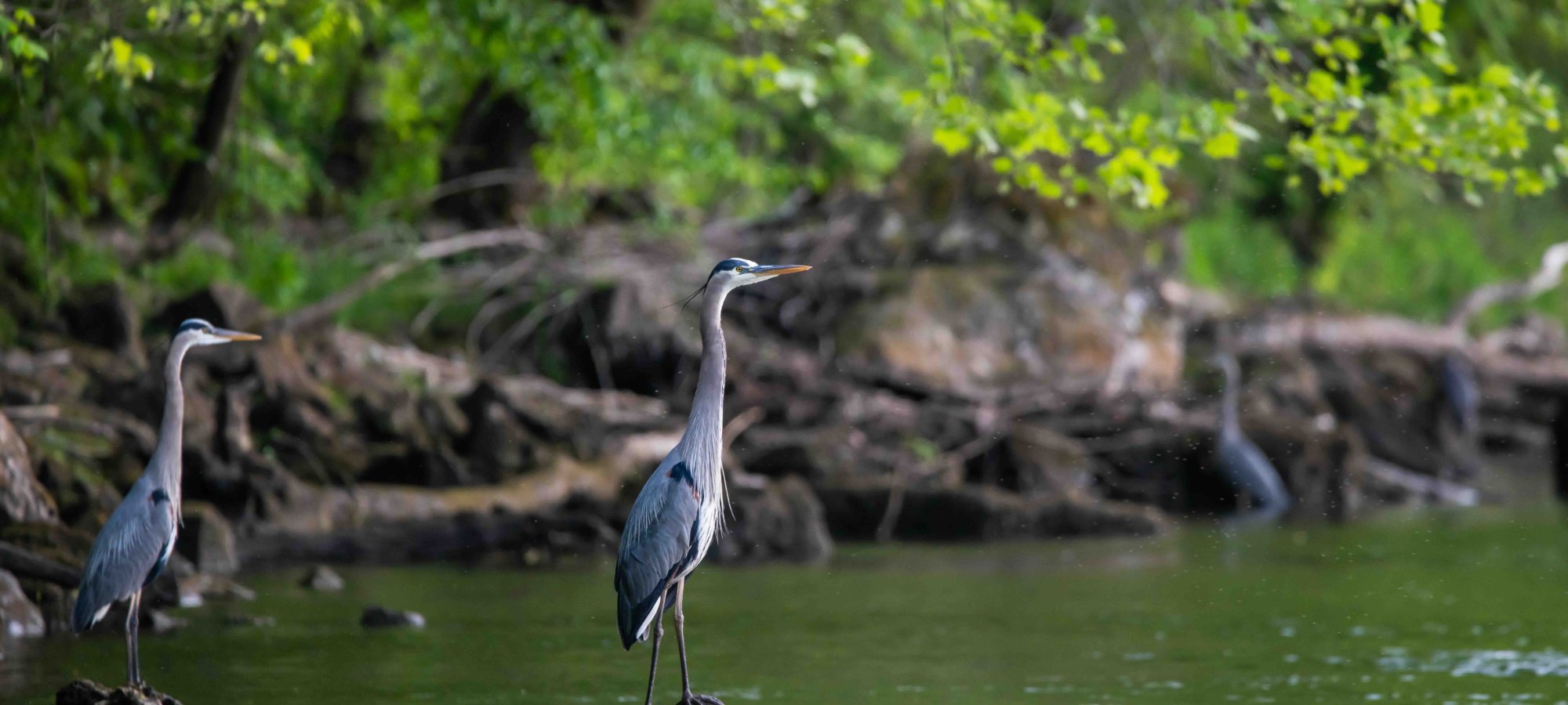 several birds standing on rocks that are above water