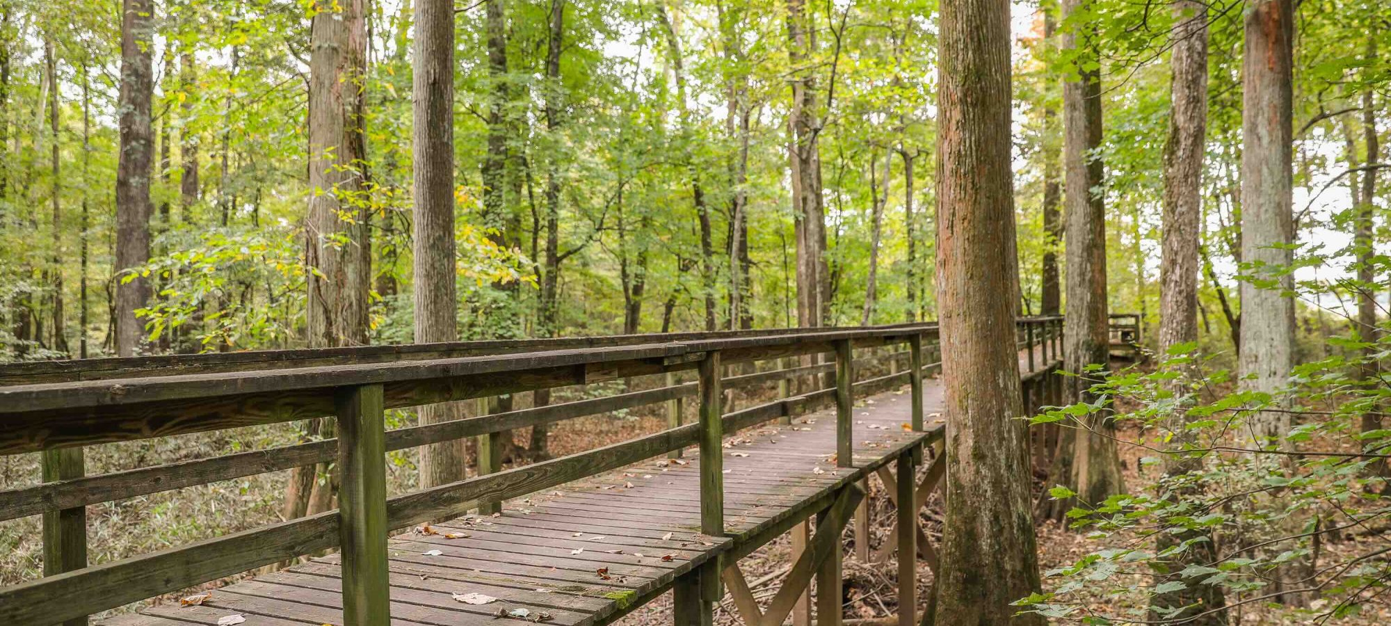 wooden bridge trail in the forest with railing