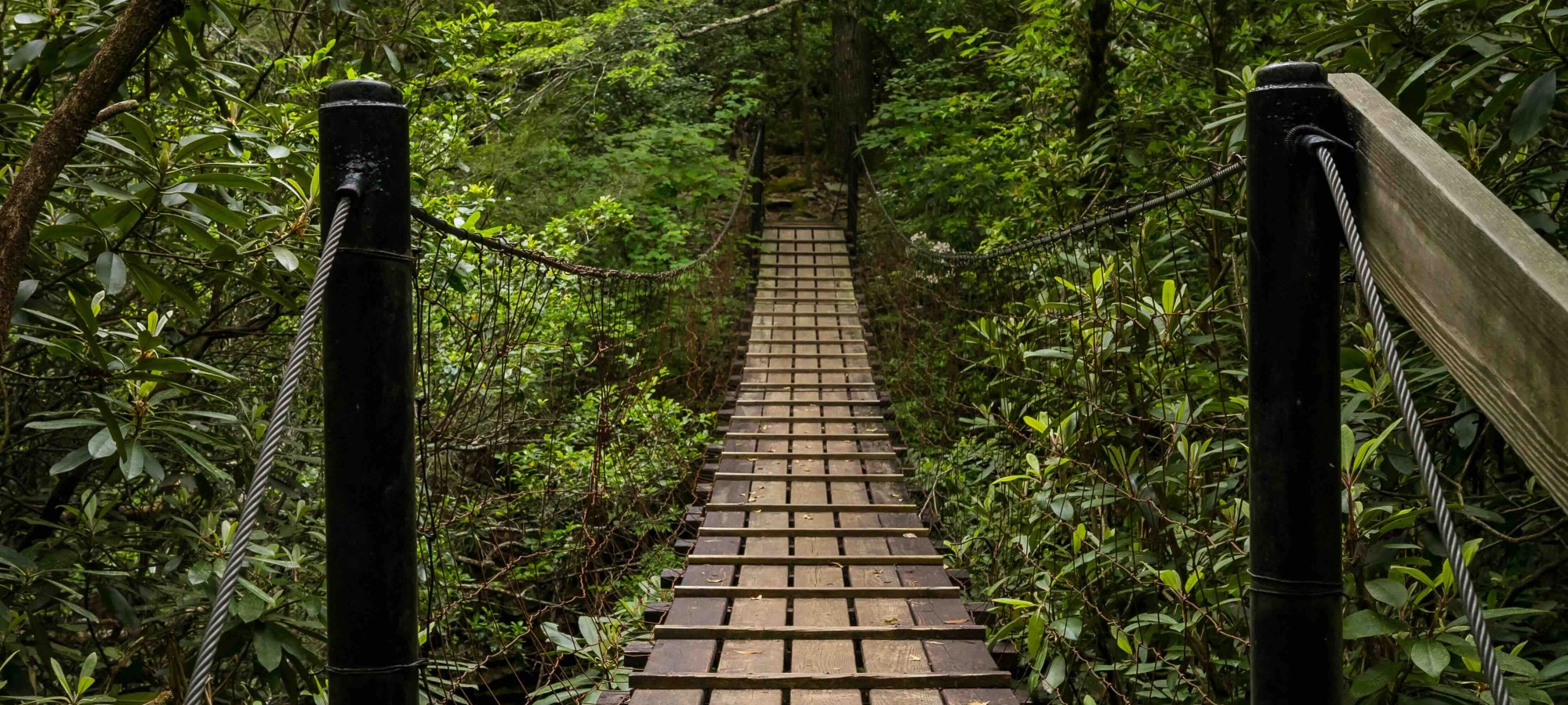 Wooden suspension bridge stretches through lush green forest, flanked by tall trees and dense foliage, evoking a sense of adventure and tranquility.