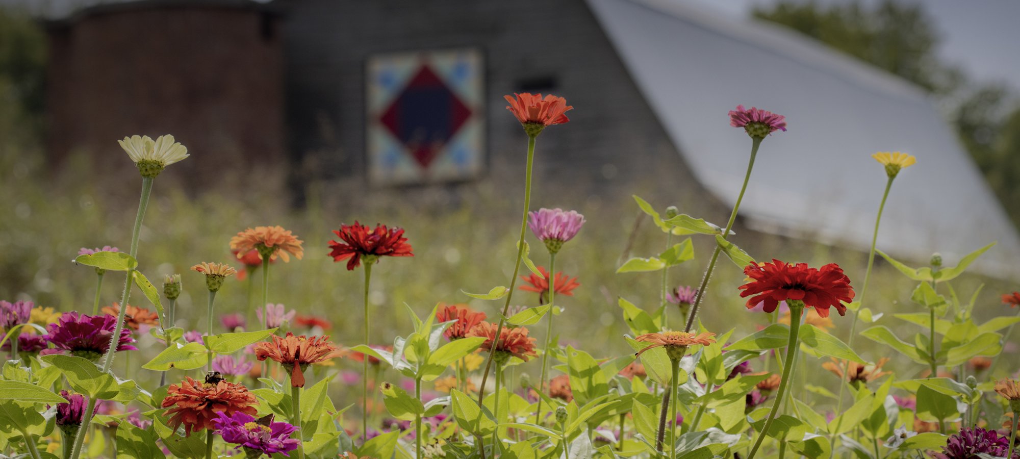 Vibrant red, orange, and pink flowers bloom in a field. In the background, there's a barn with a colorful quilt pattern, under a cloudy sky.