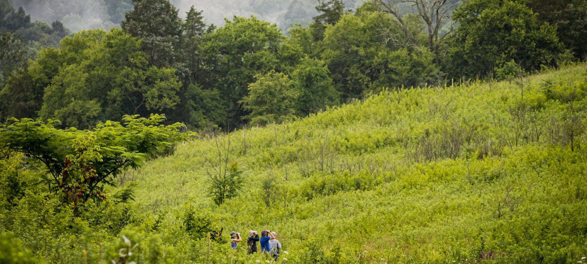 A group of people walks along a narrow path through lush green fields and hills, with fog rolling over a dense forest in the background, creating a serene and tranquil scene.