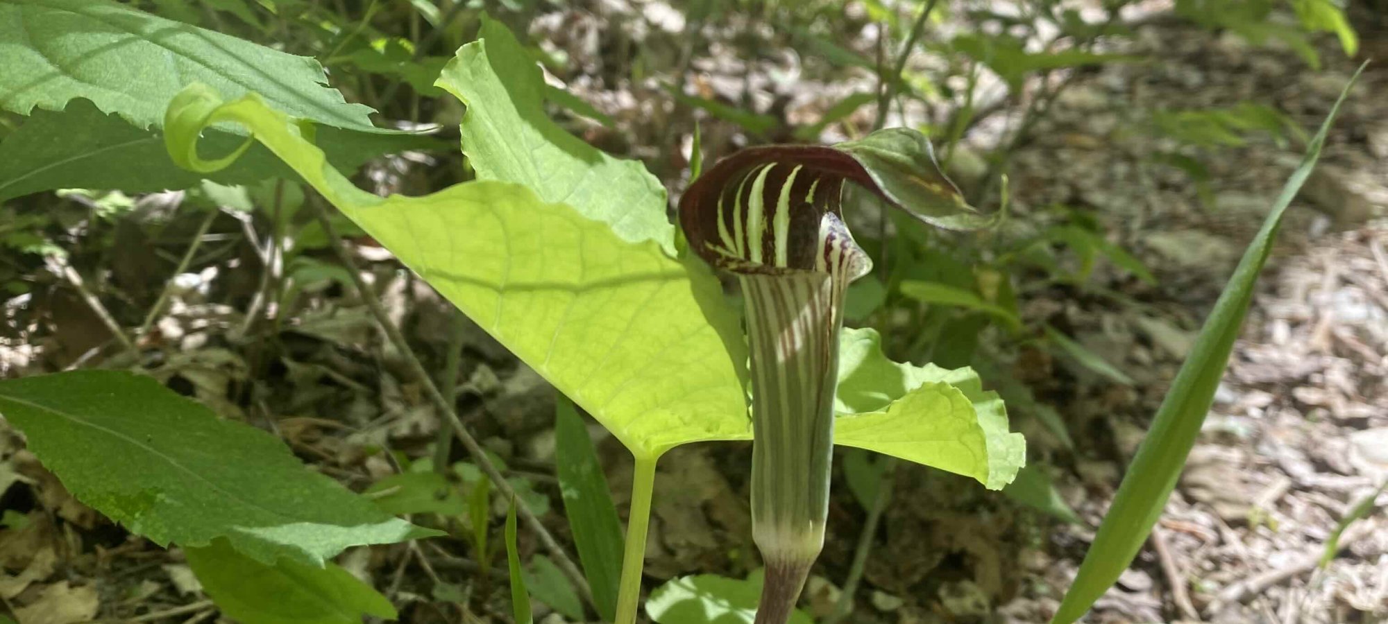 Close-up of a Jack-in-the-pulpit plant in a wooded area. The flower has a striped spathe and hood, surrounded by bright green leaves, conveying a serene, natural vibe.