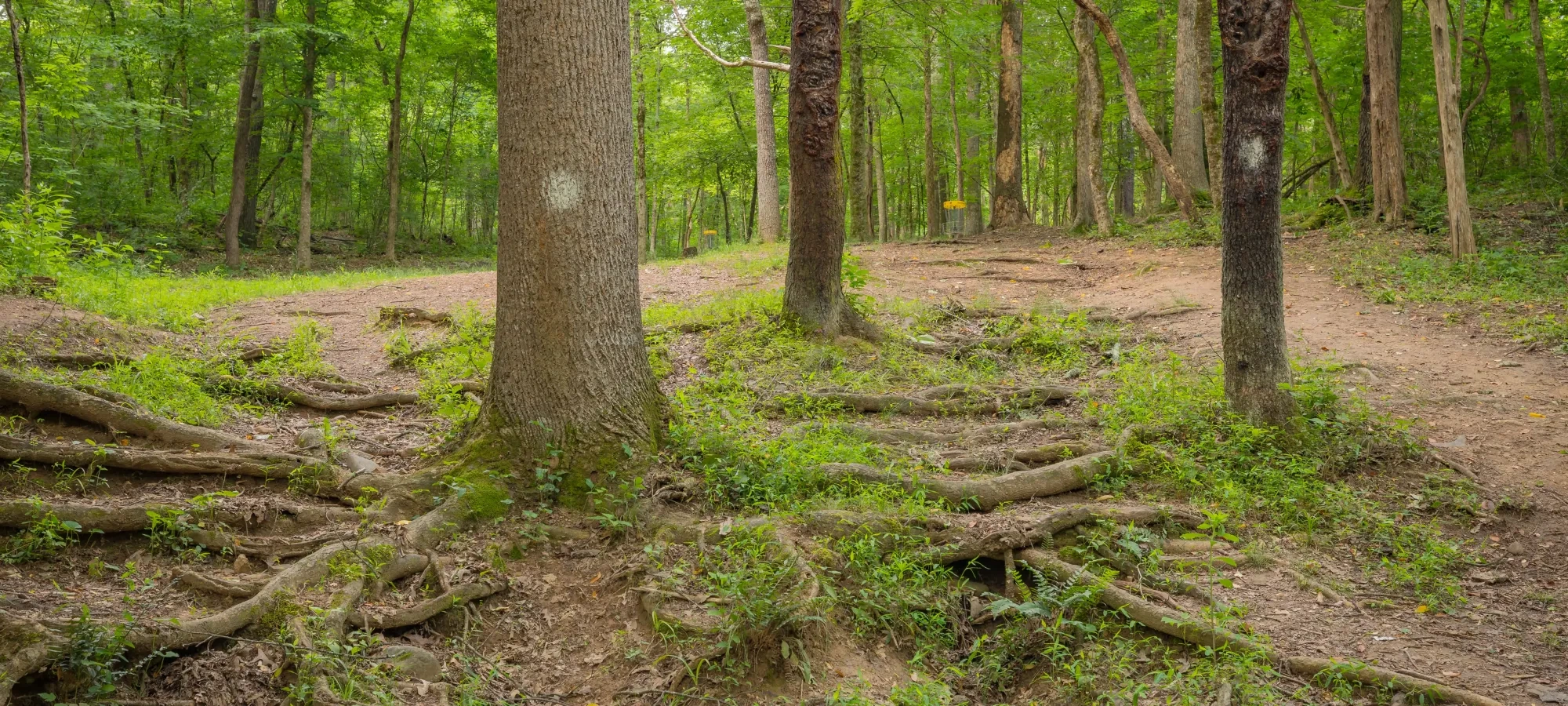 Forest trail with large trees and exposed roots.