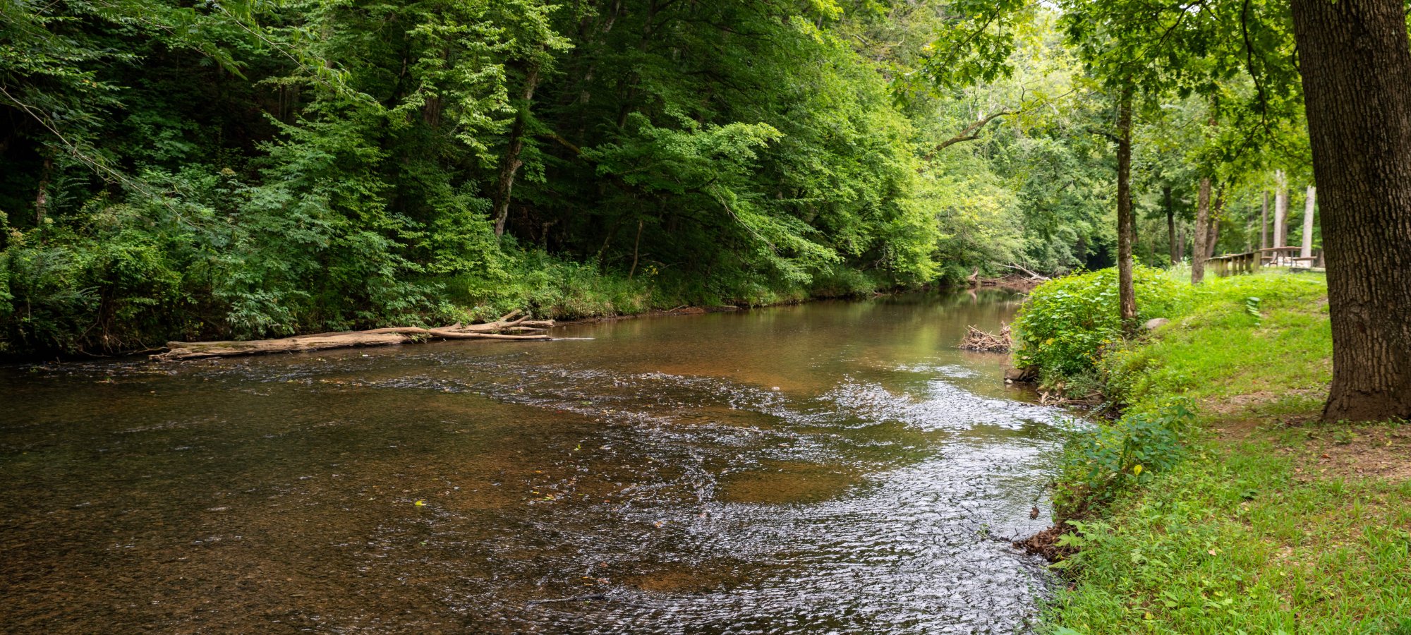 Shallow river flowing through a lush green forest.