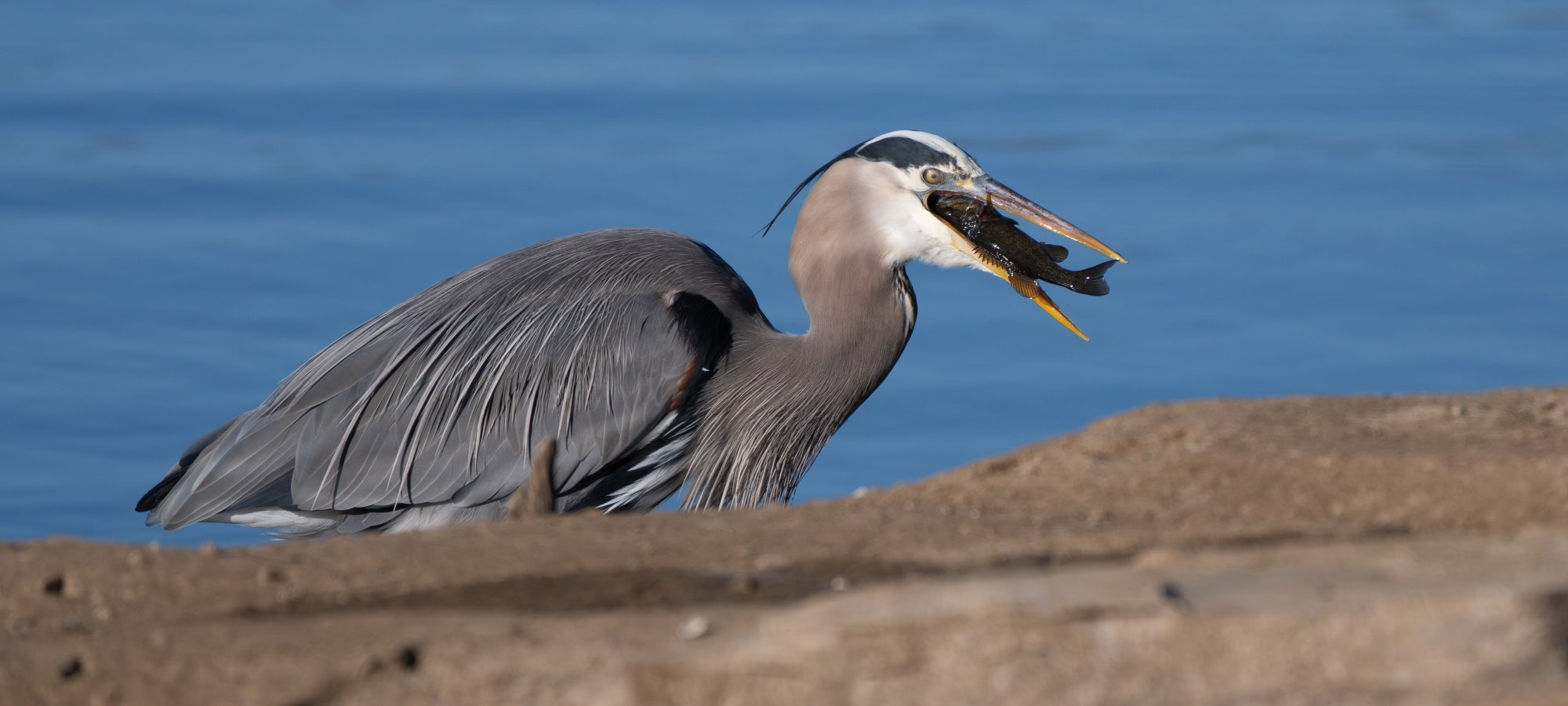 Great blue heron catching a fish by a blue water body.