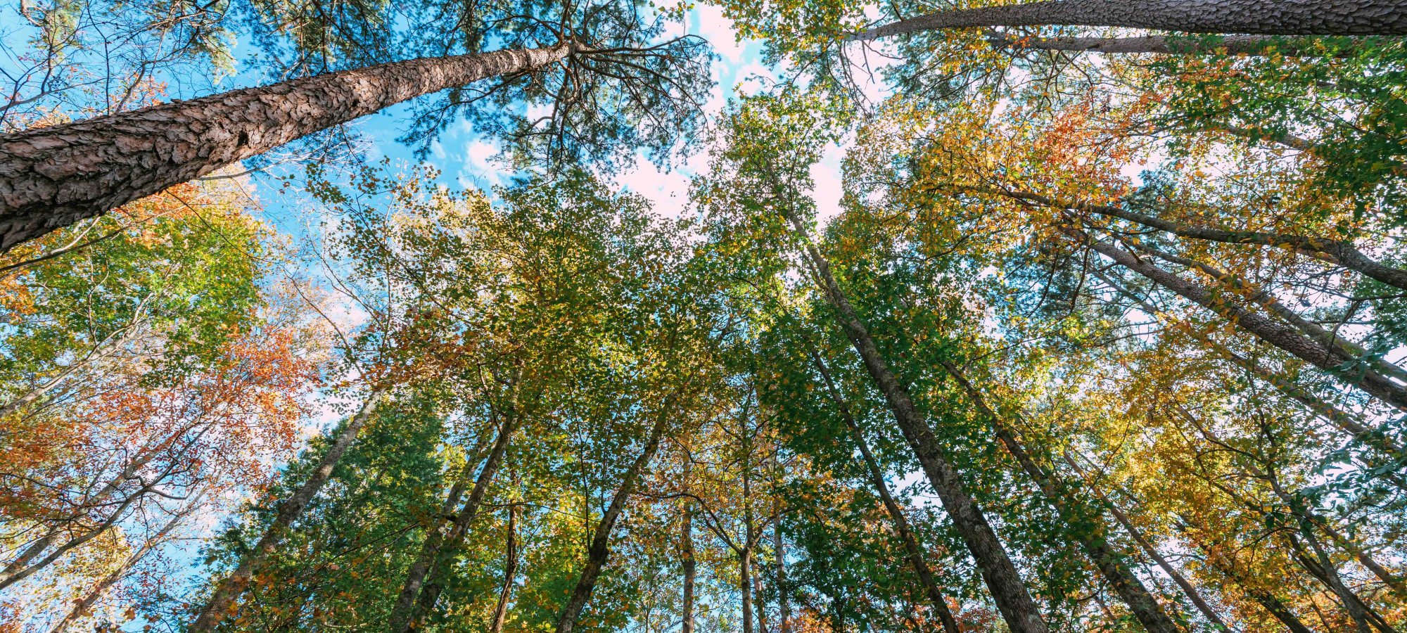 Looking upwards at a canopy of tall trees with colorful autumn leaves against a blue sky.